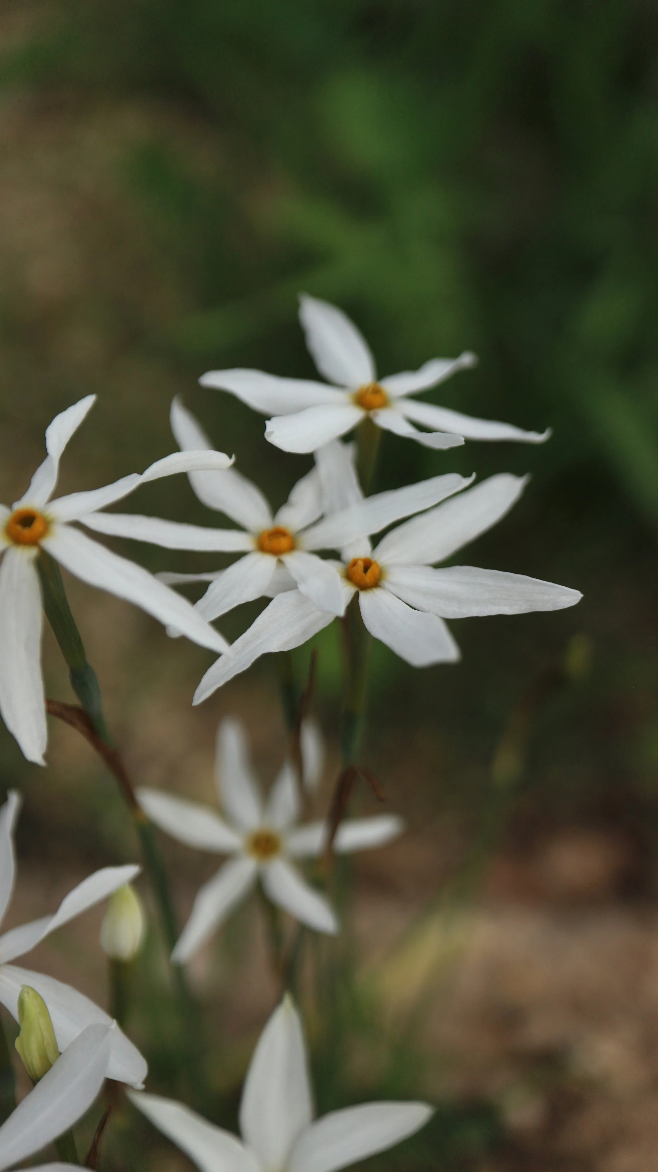 Narcissus deficiens (ex Mallorca) / Amaryllidaceae / Mediterranean Region