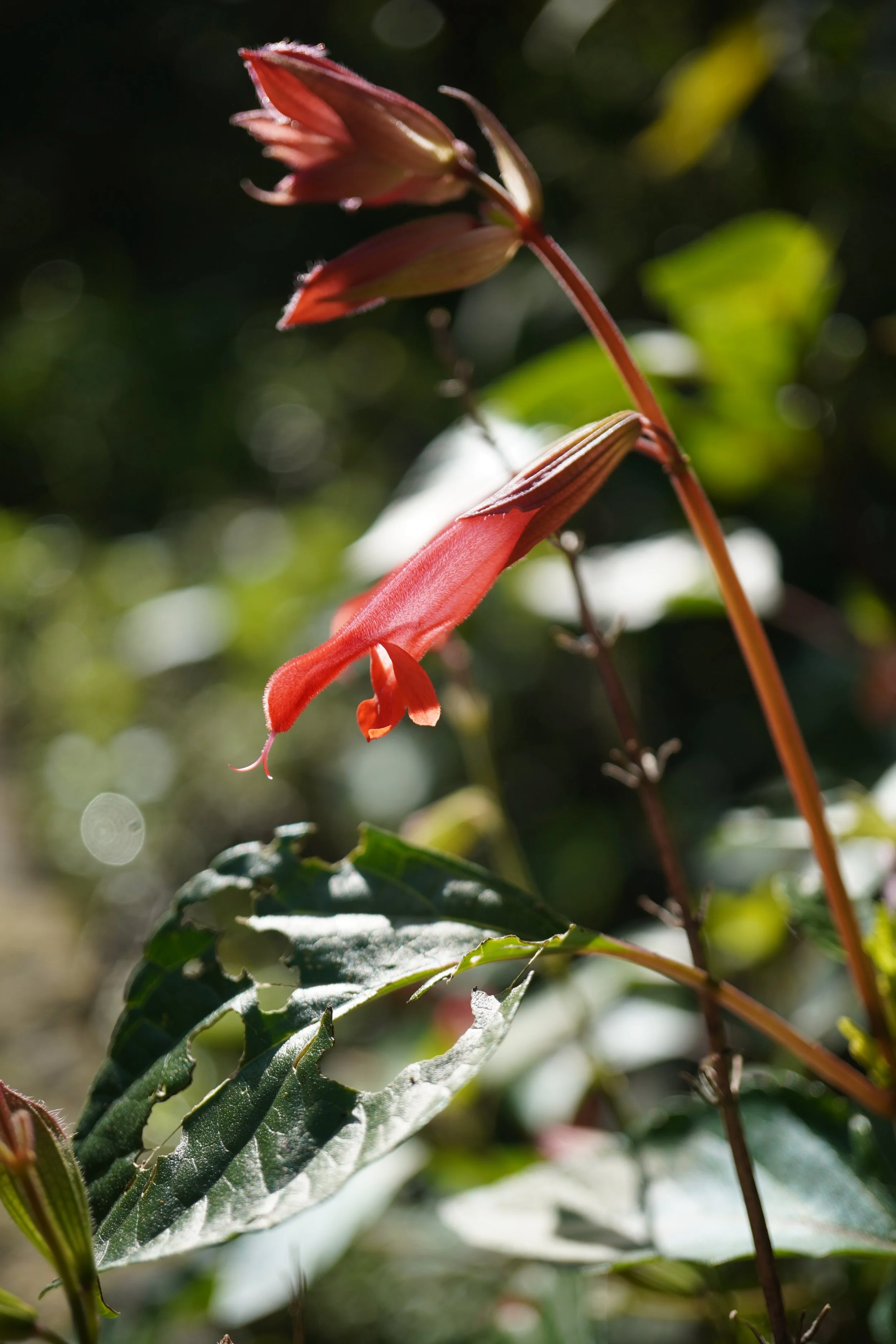 Salvia 'Ember's Wish' / Lamiaceae