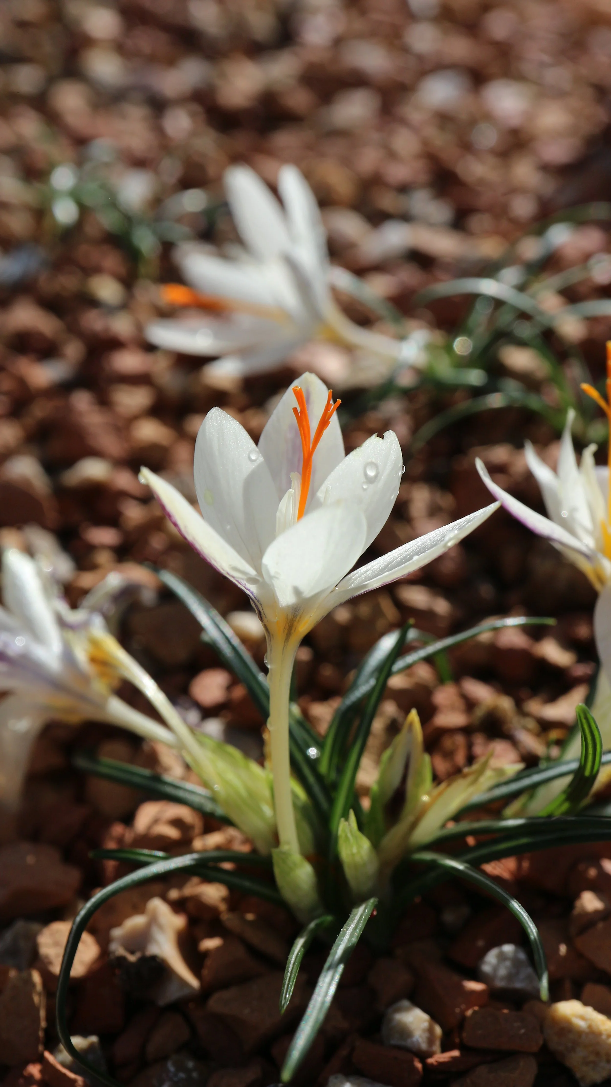 Crocus laevigatus (ex Crete) / Iridaceae / Crete