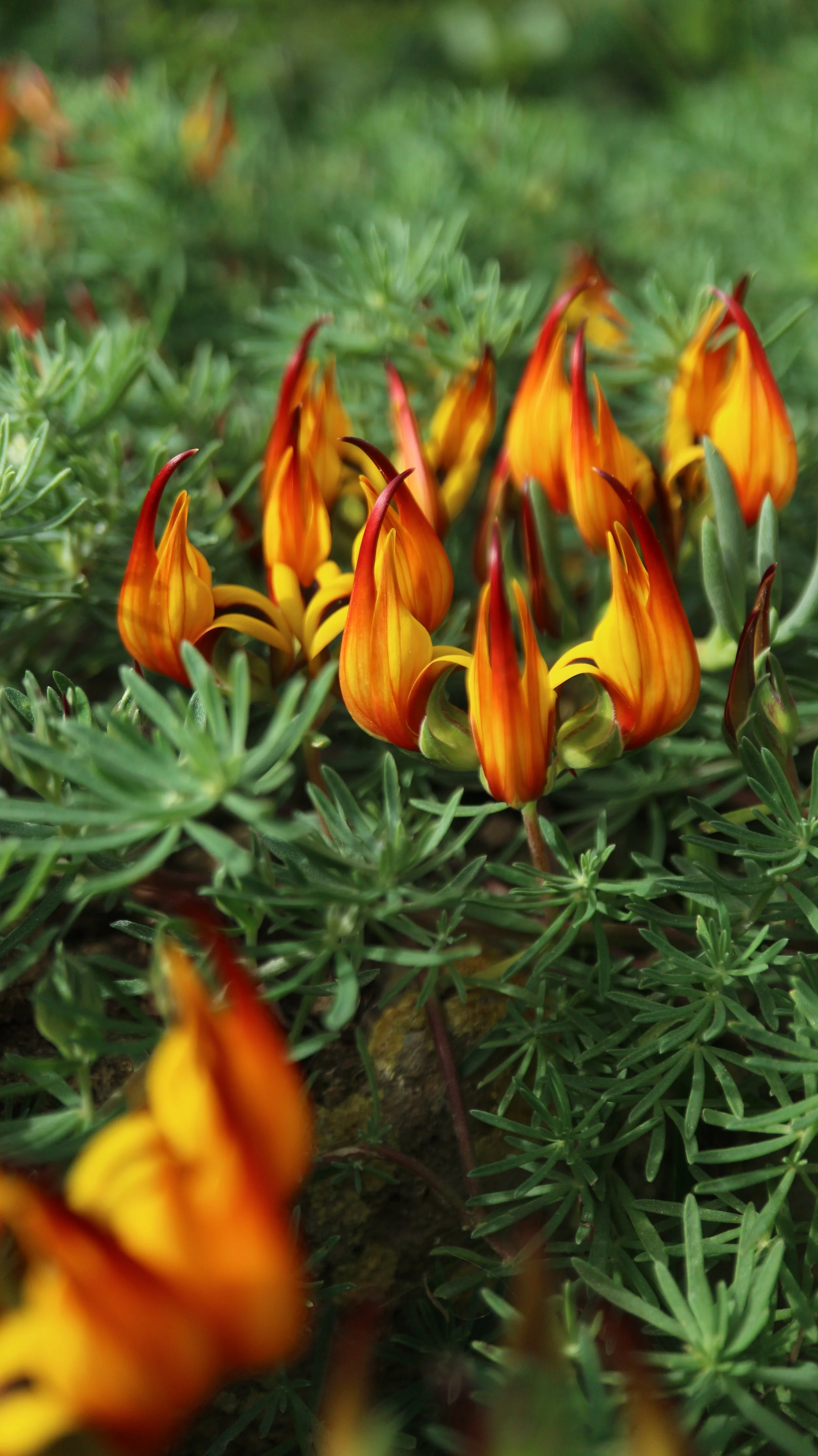 Lotus berthelotii / Fabaceae / Tenerife island
