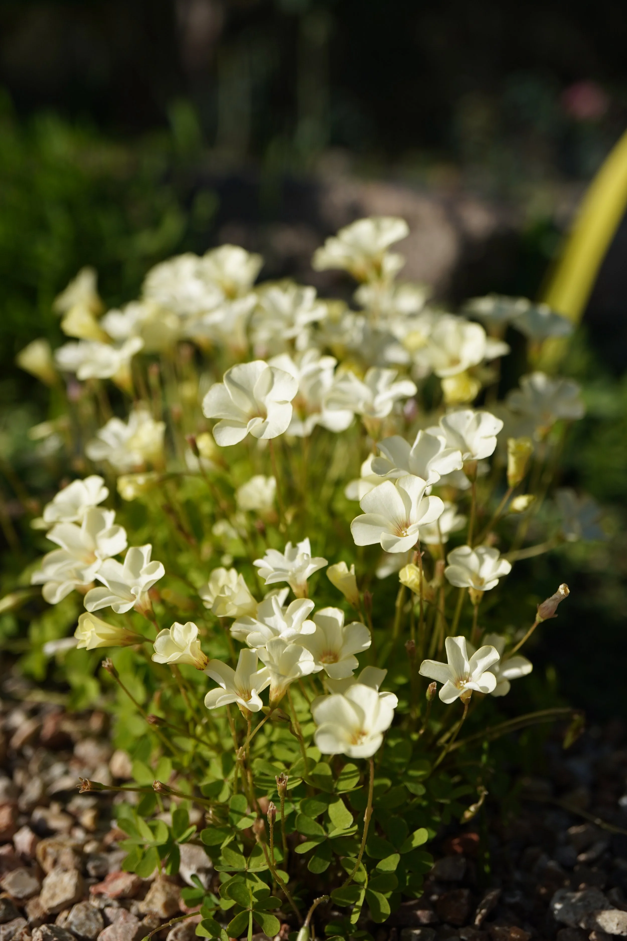 Oxalis perdicaria 'Lemon' / Oxalidaceae / Chile