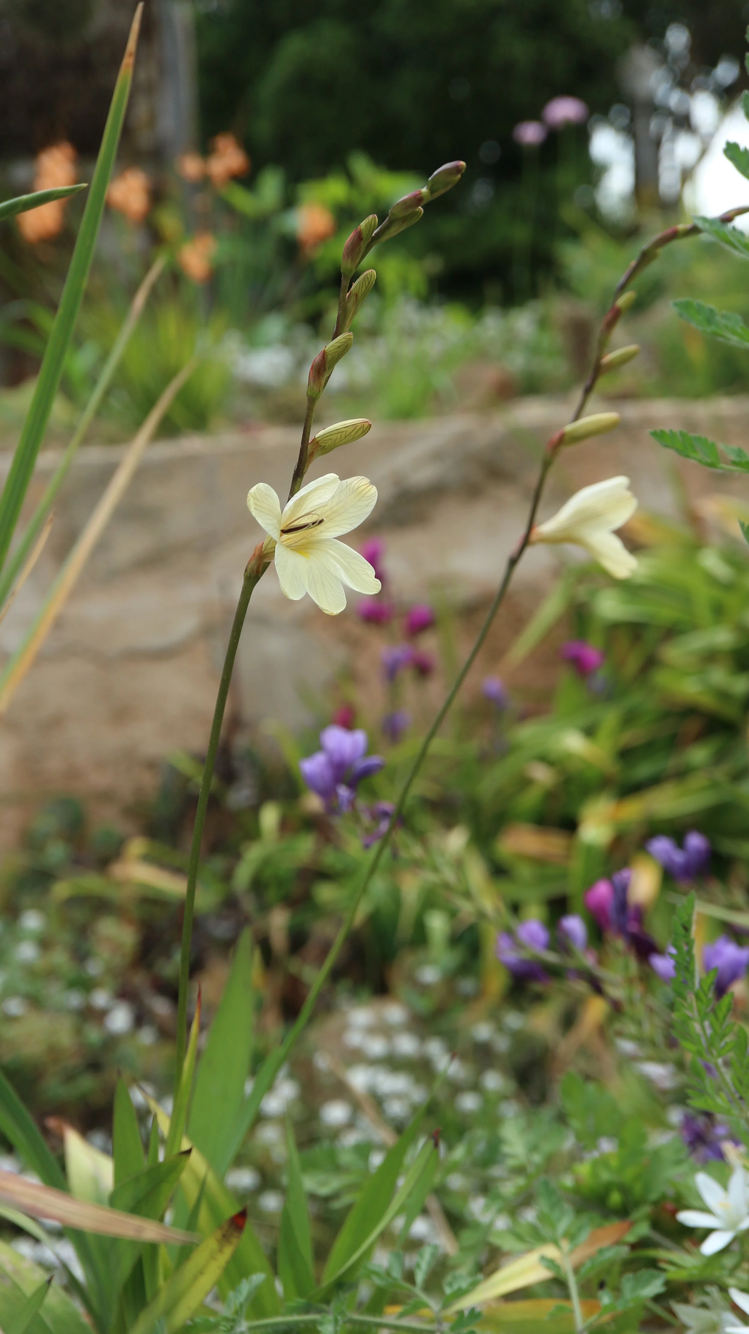 Tritonia gladiolaris / Iridaceae / S Cape, South Africa