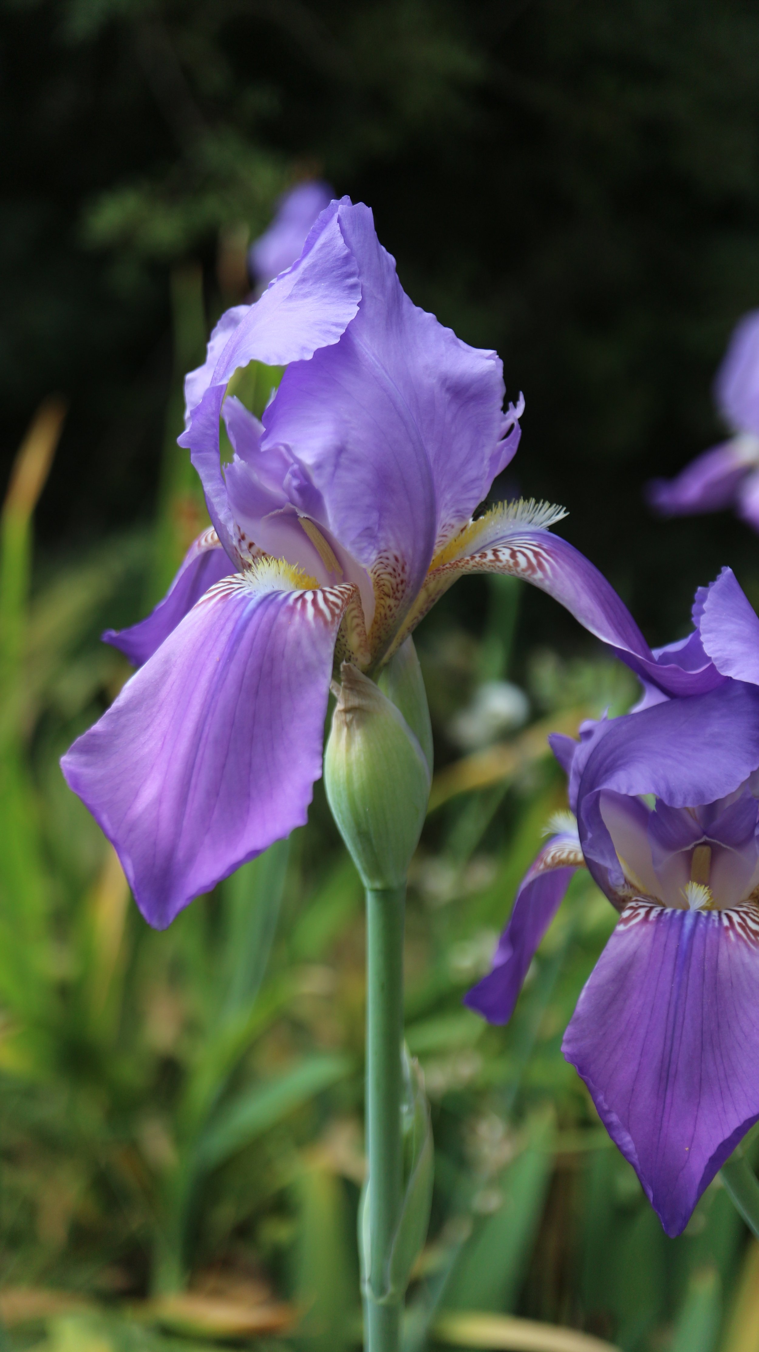 Iris mesopotamica (ex Mallorca) / Iridaceae / Mediterranean Region