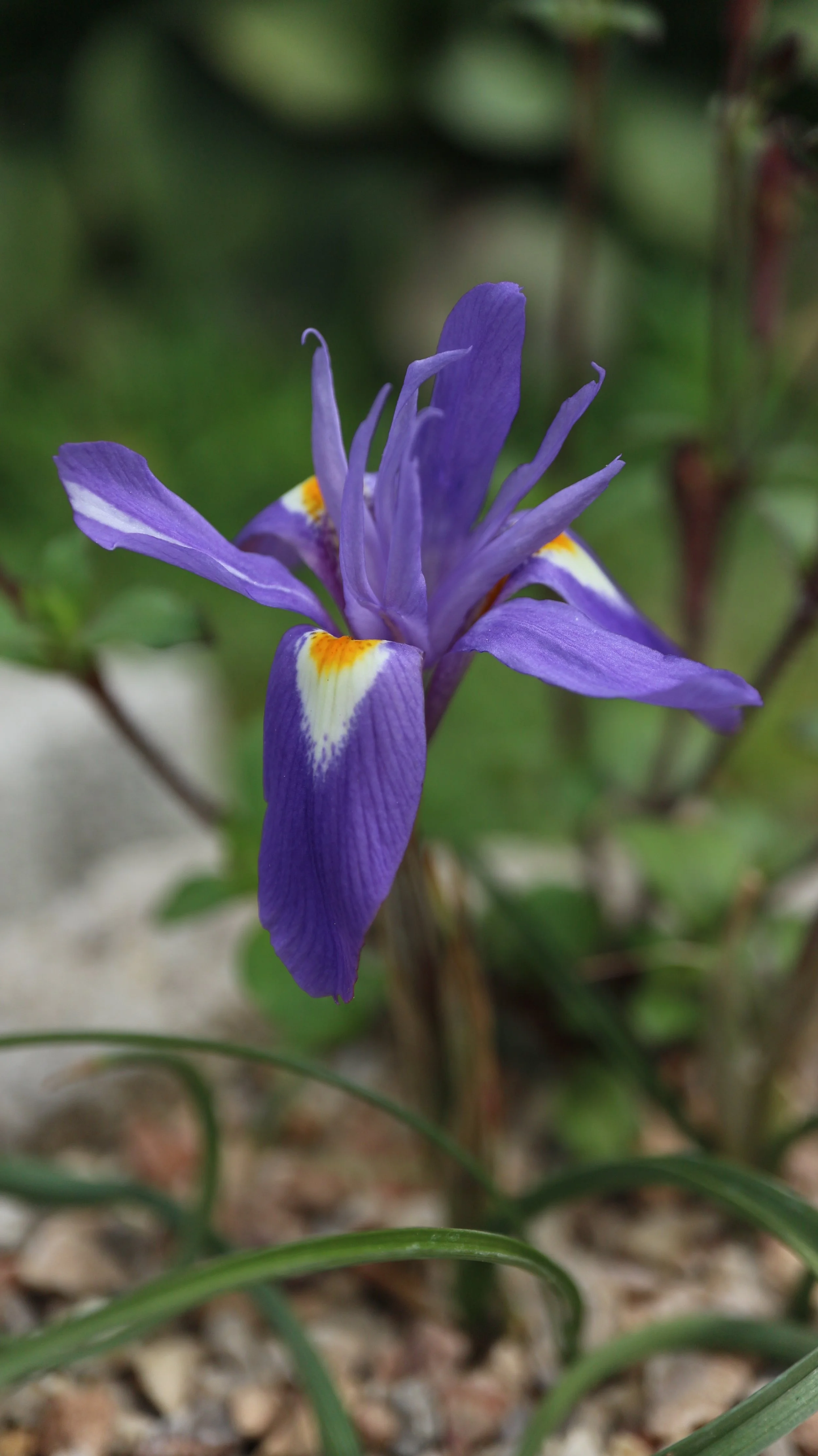 Moraea sisyrhinchium (ex Alicante) / Iridaceae / Mediterranean Region