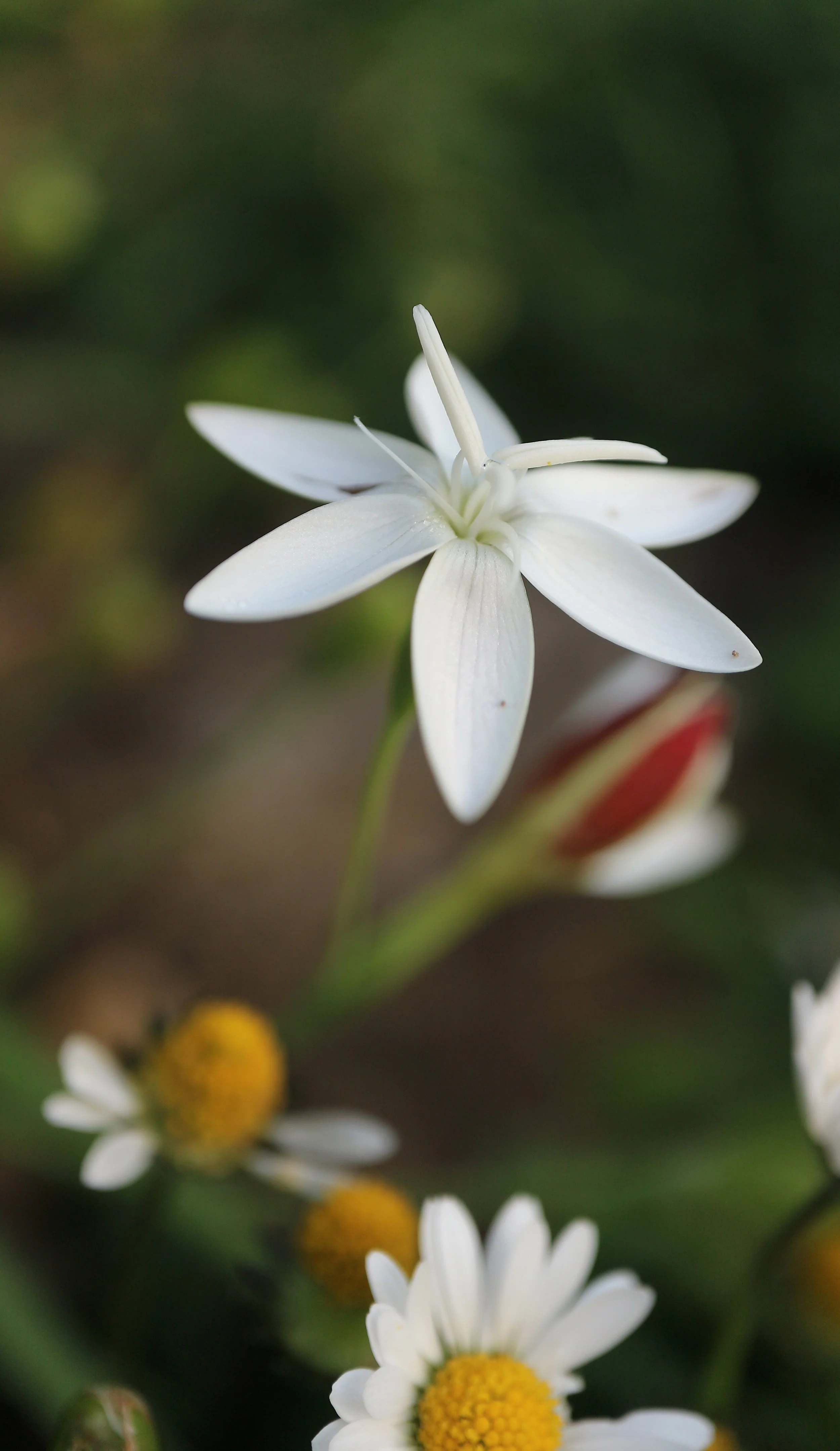 Hesperantha cucullata / Iridaceae / SW Cape, South Africa