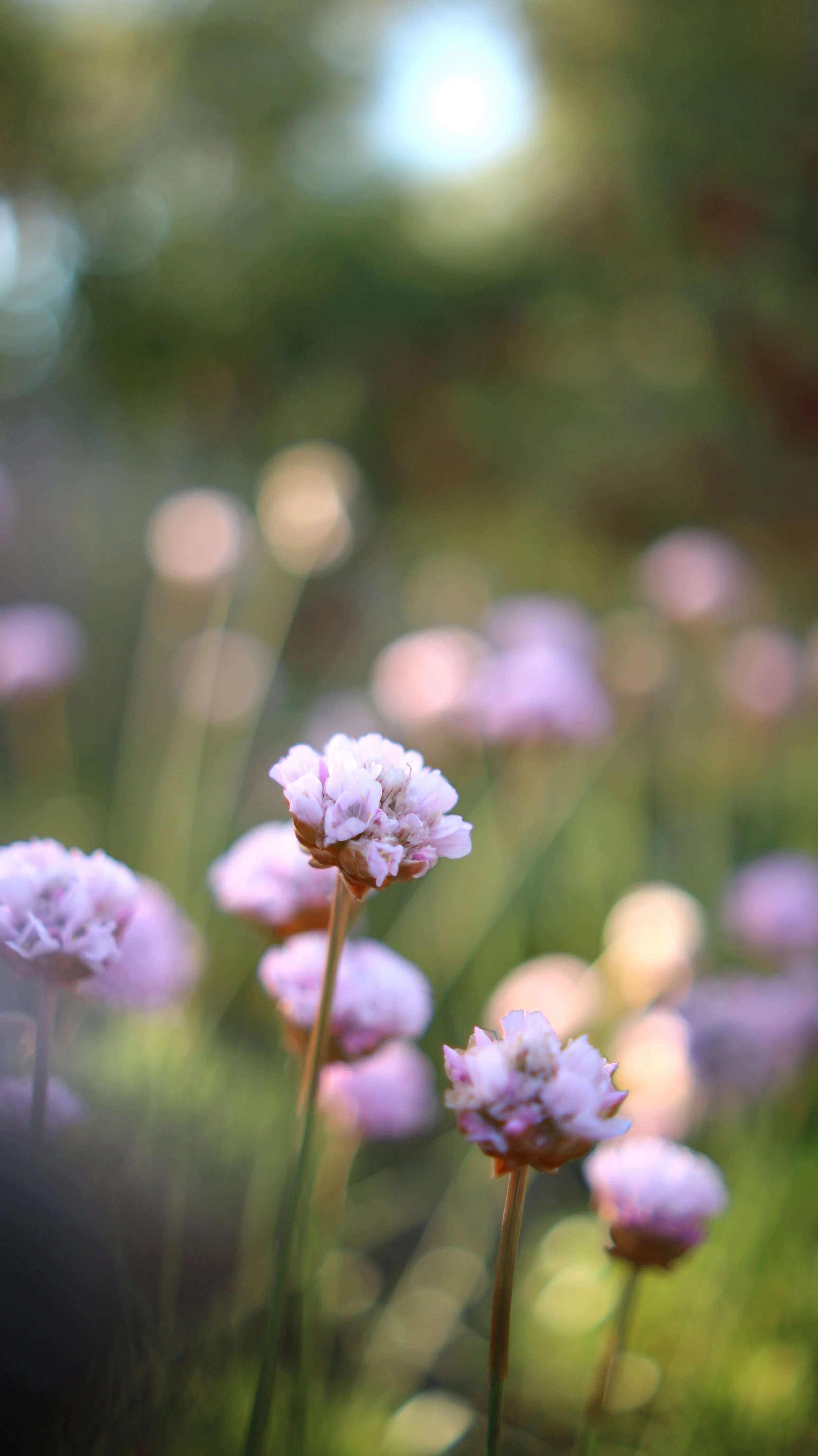 Armeria pungens / Plumbaginaceae / SW Portugal, Sardinia