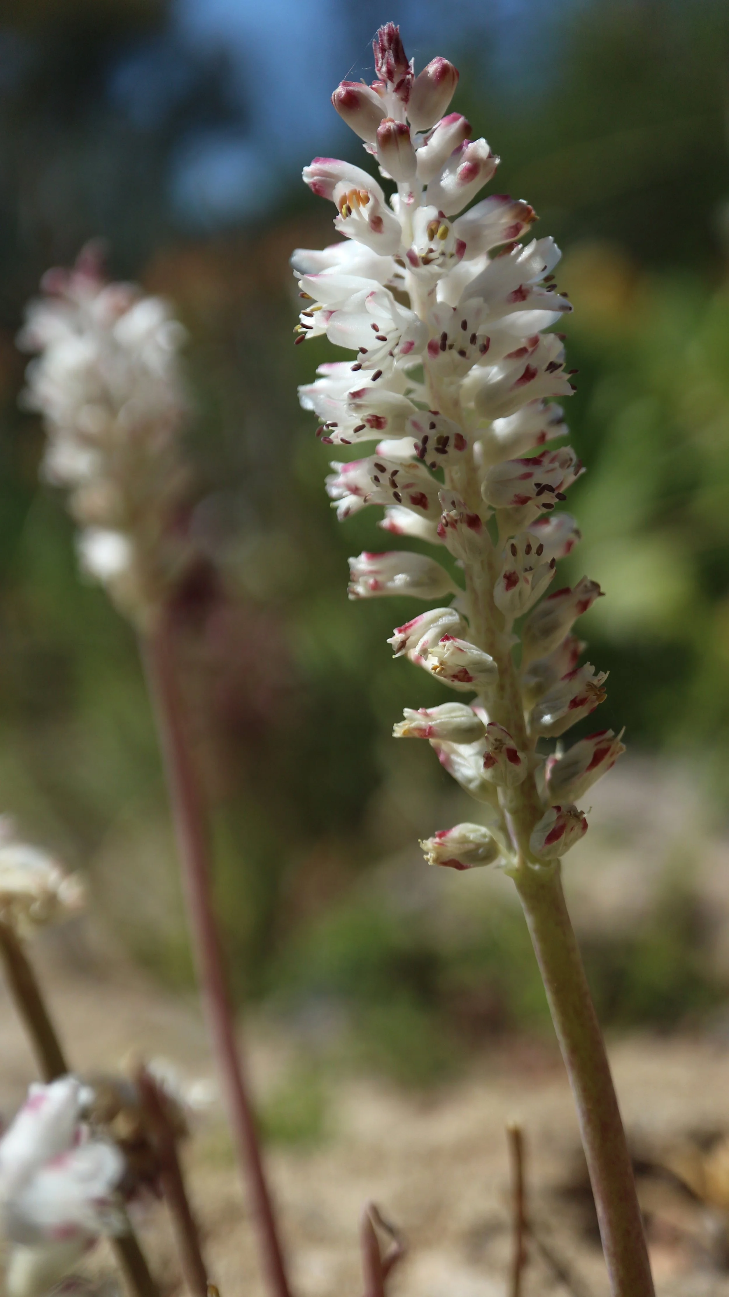 Lachenalia zeyheri / Scilloideae / SW Cape, South Africa