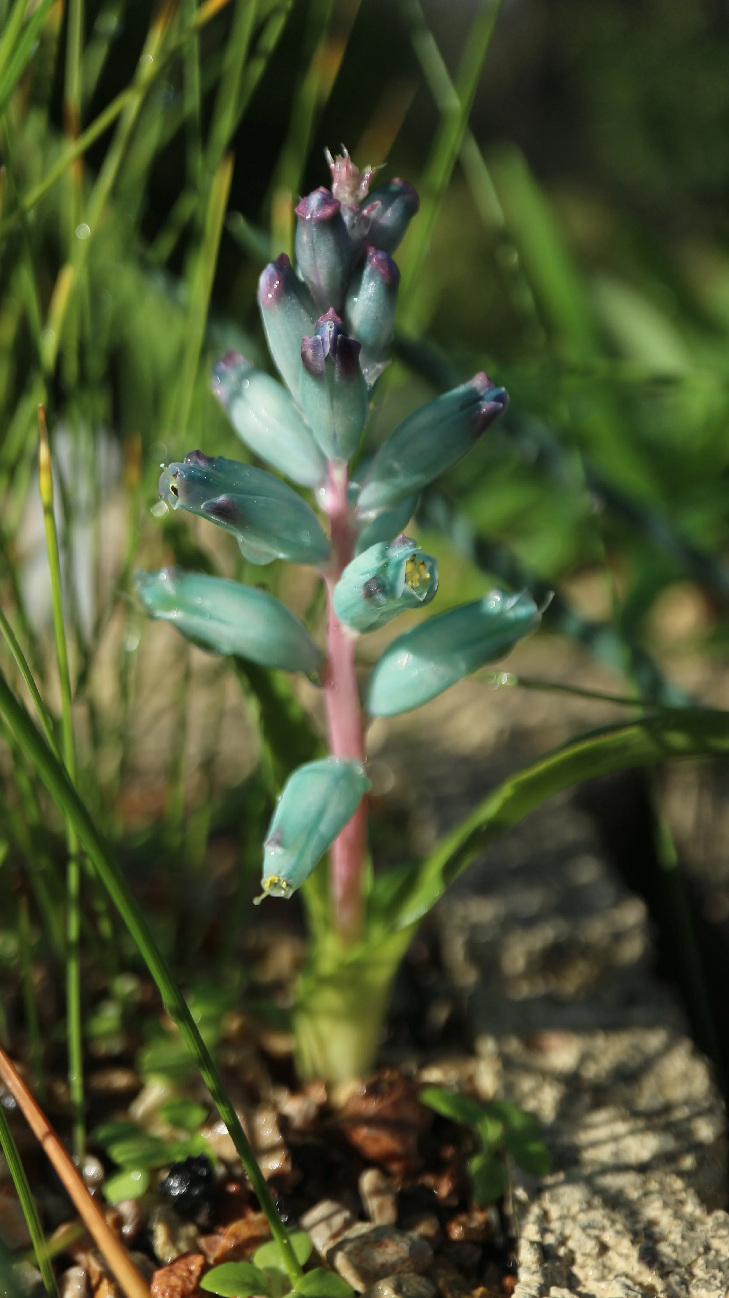 Lachenalia viridiflora / Scilloideae / SW Cape, South Africa