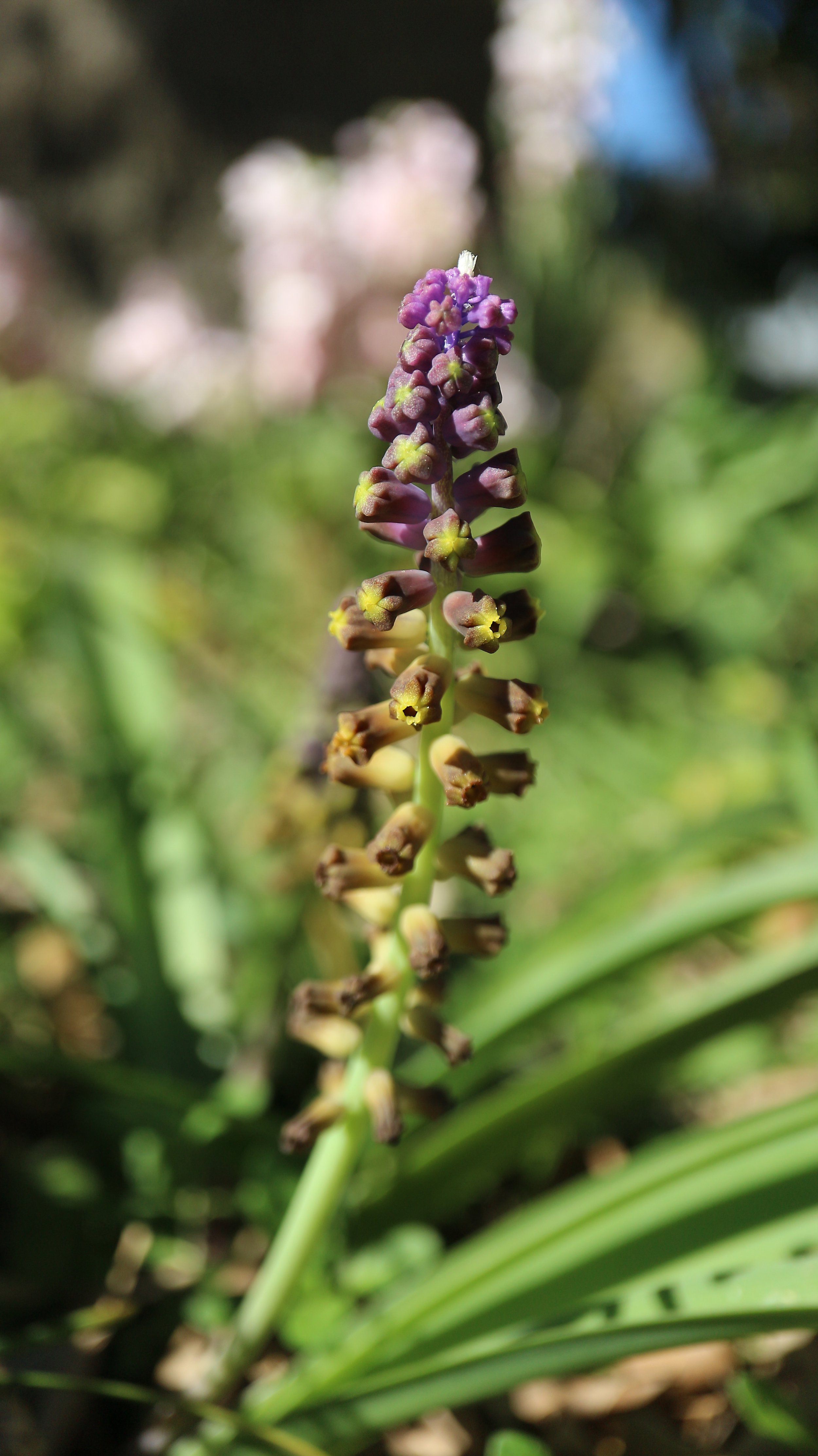 Leopoldia sp / Scilloideae / E Mediterranean