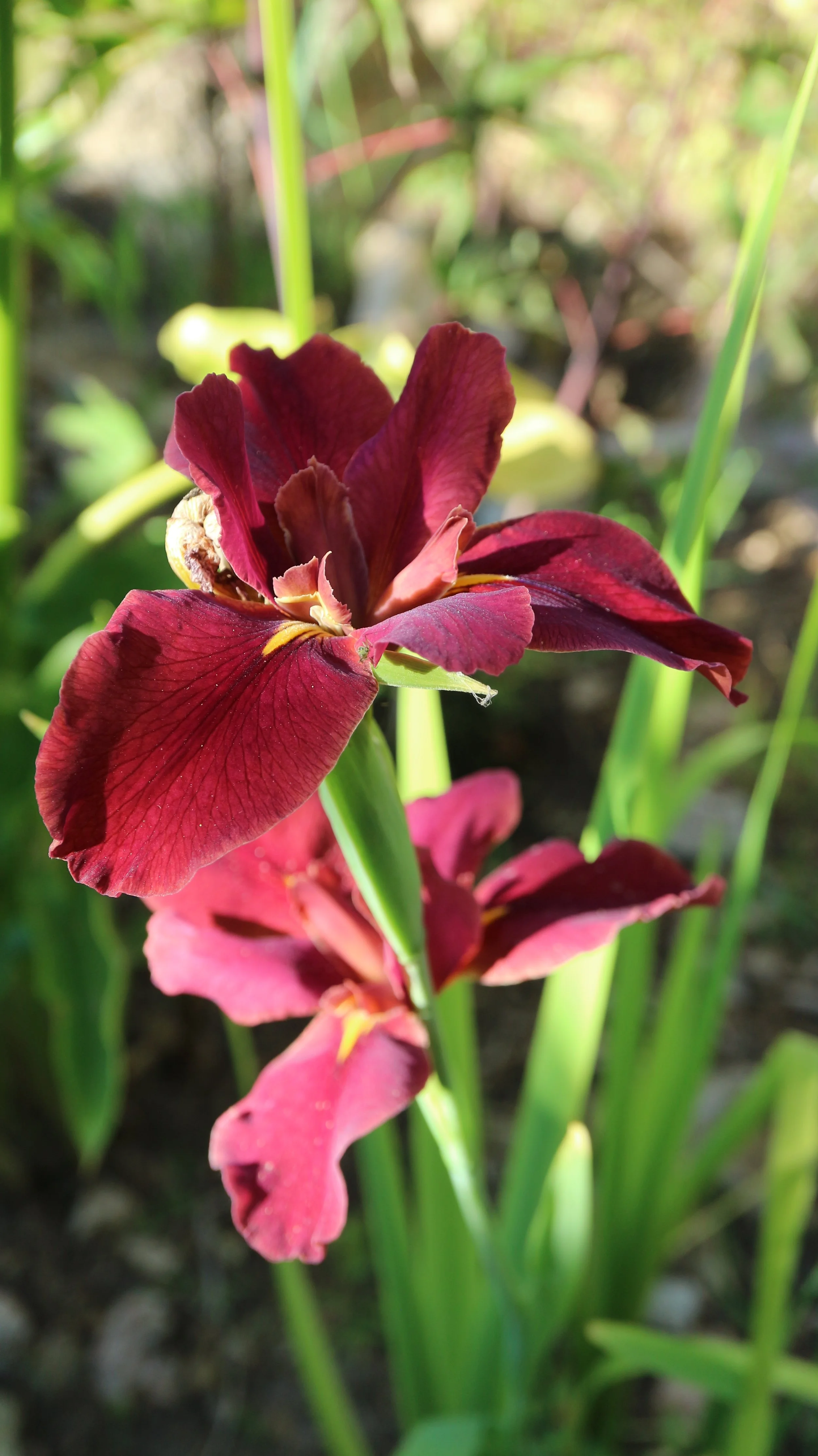 Iris louisiana 'Ann Chowning' / Iridaceae / S USA