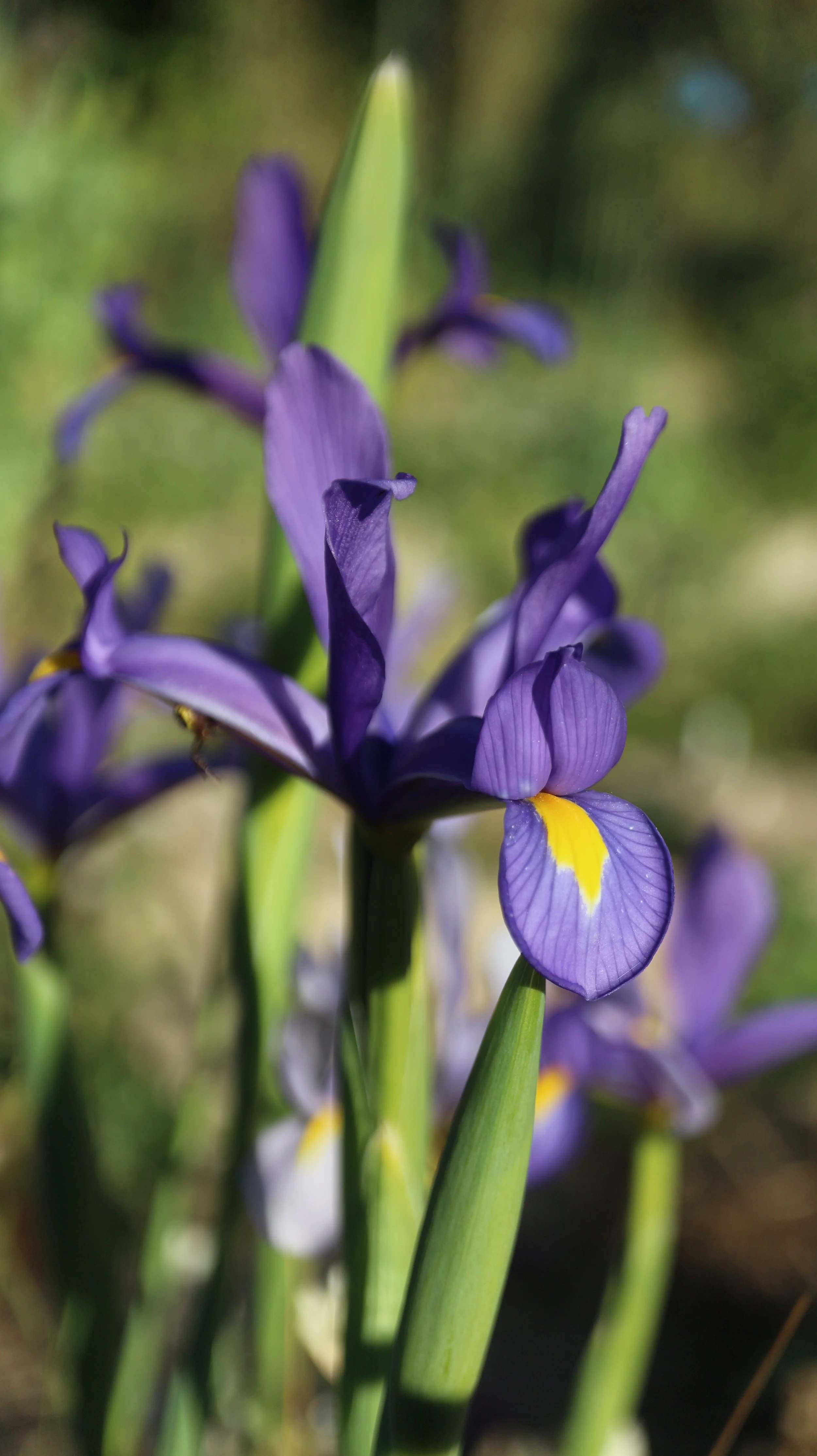 Iris xiphion - syn: Xiphion vulgare / Iridaceae / W Mediterranean