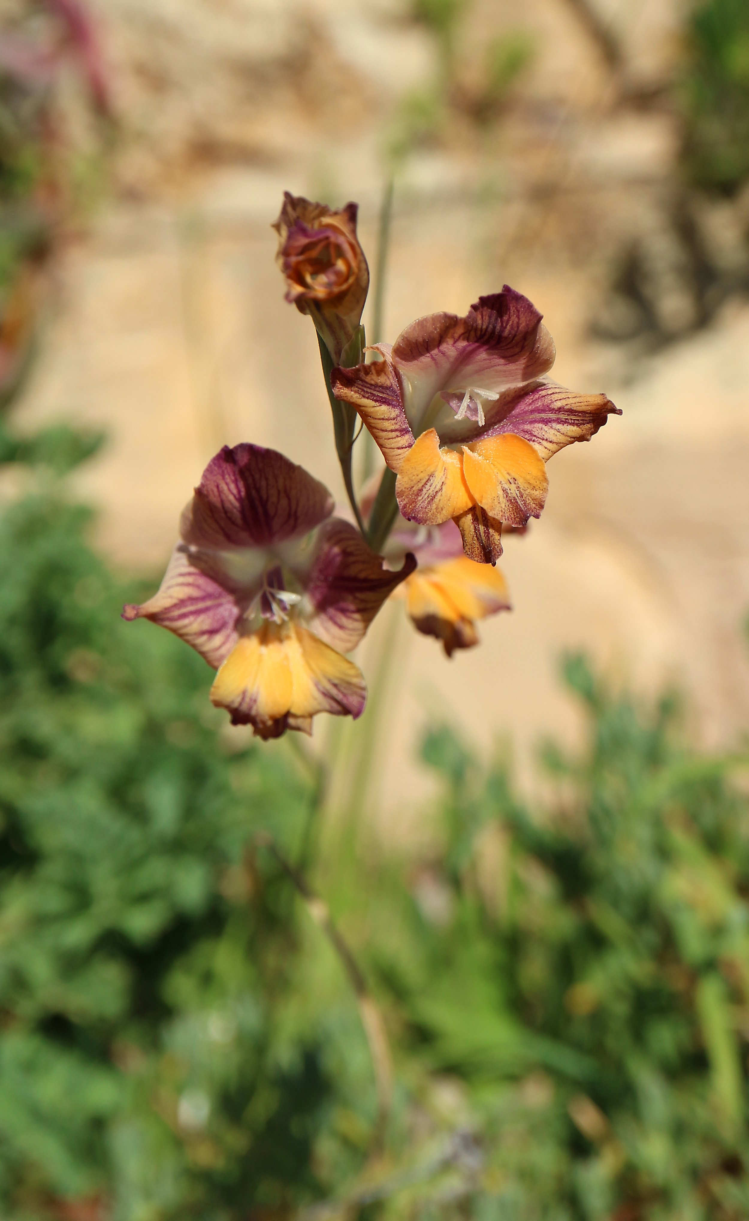 Gladiolus sp / Iridaceae 