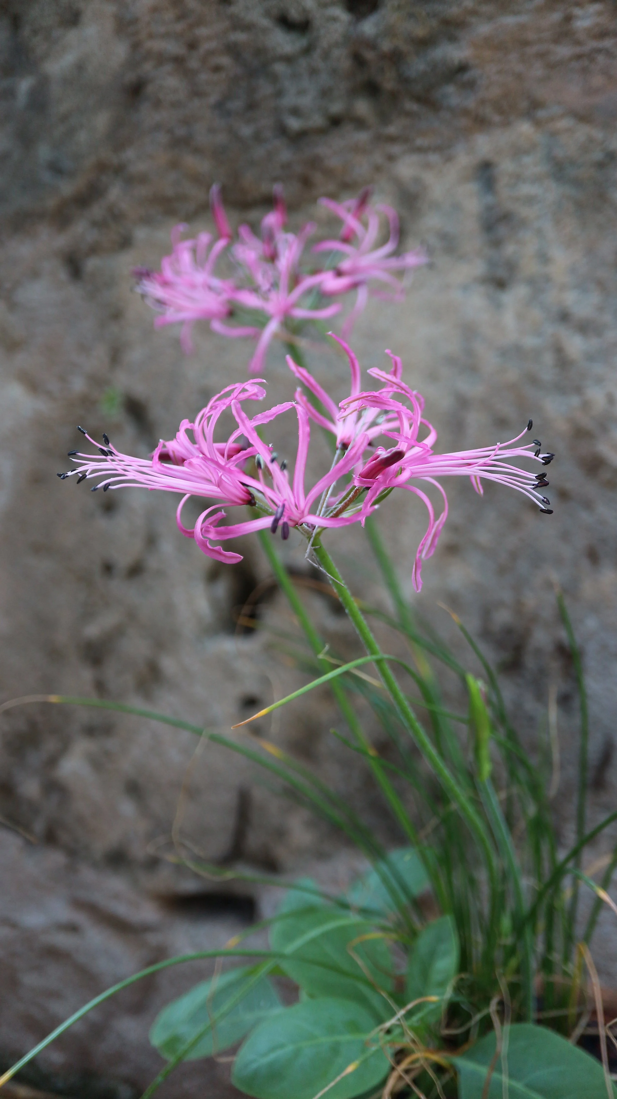 Nerine filifolia / Amaryllidaceae / E Cape, South Africa
