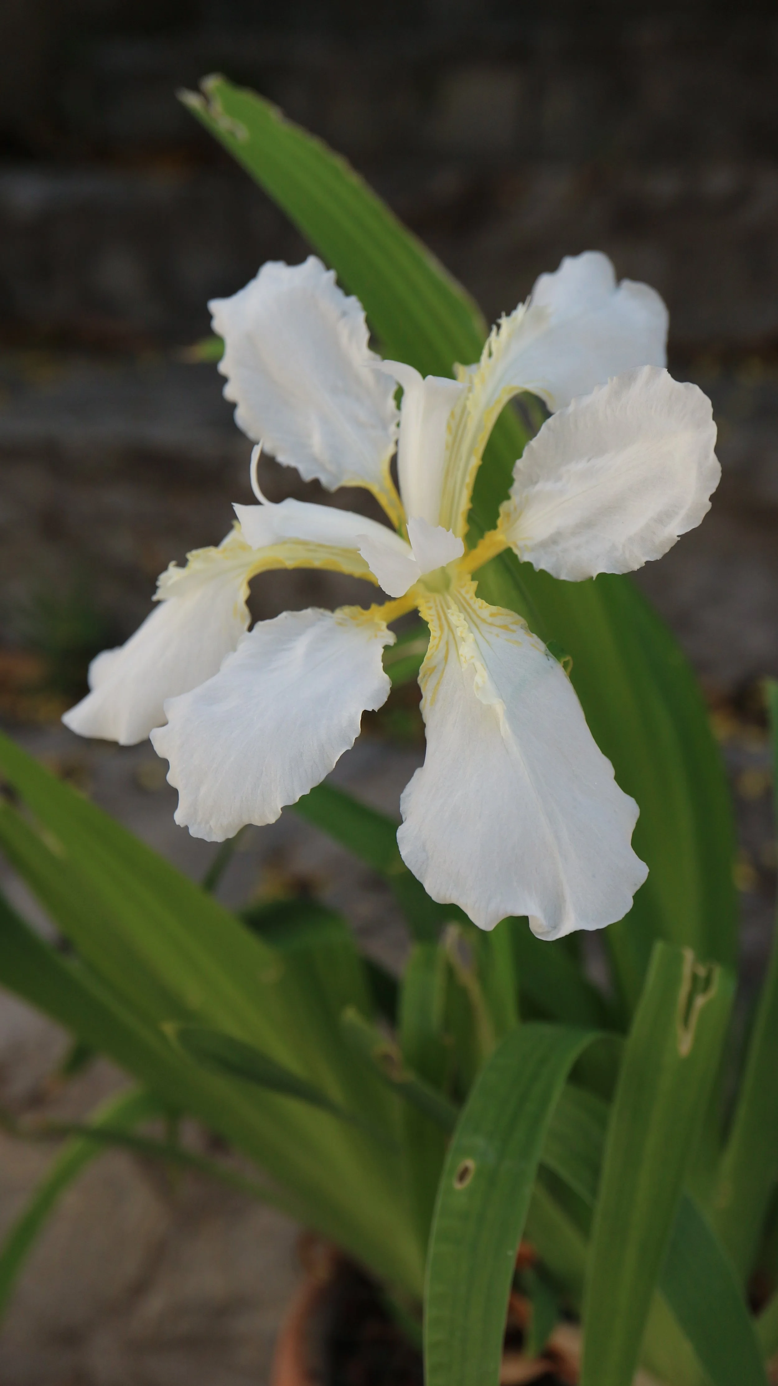 Iris tectorum f. alba / Iridaceae / China
