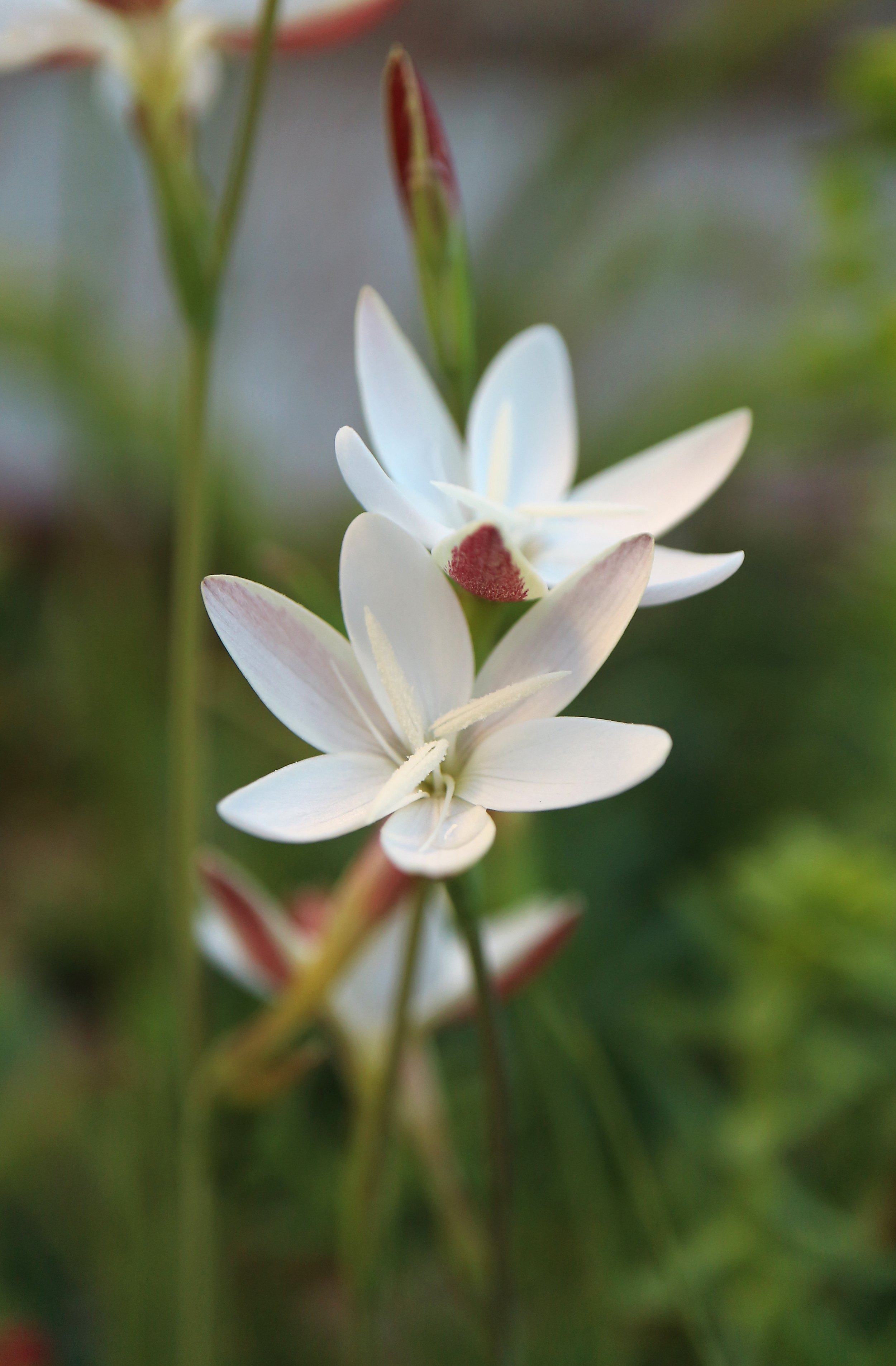Hesperantha cucullata / Iridaceae / SW Cape, South Africa