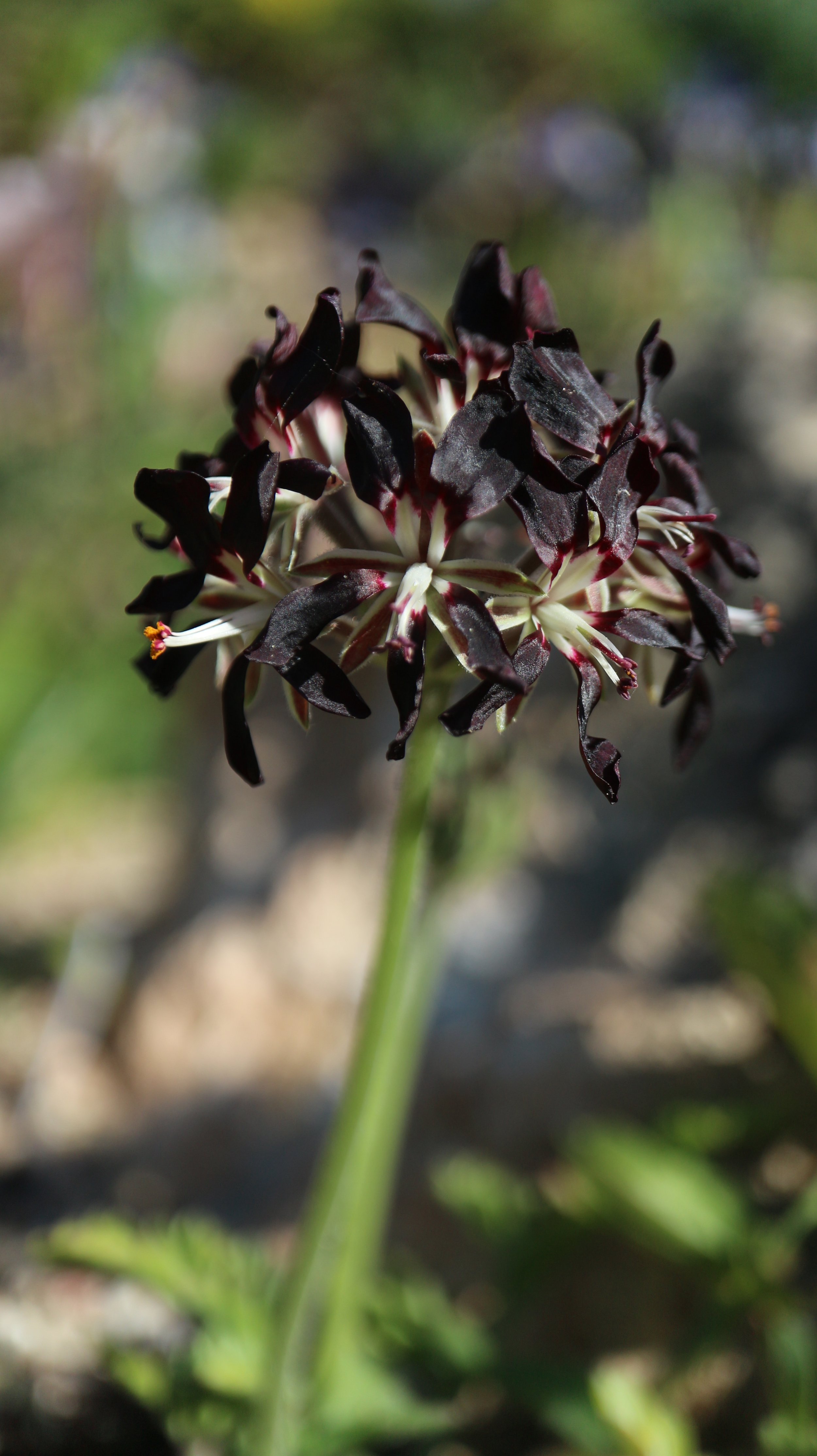Pelargonium sp / Geraniaceae / SW Cape, South Africa