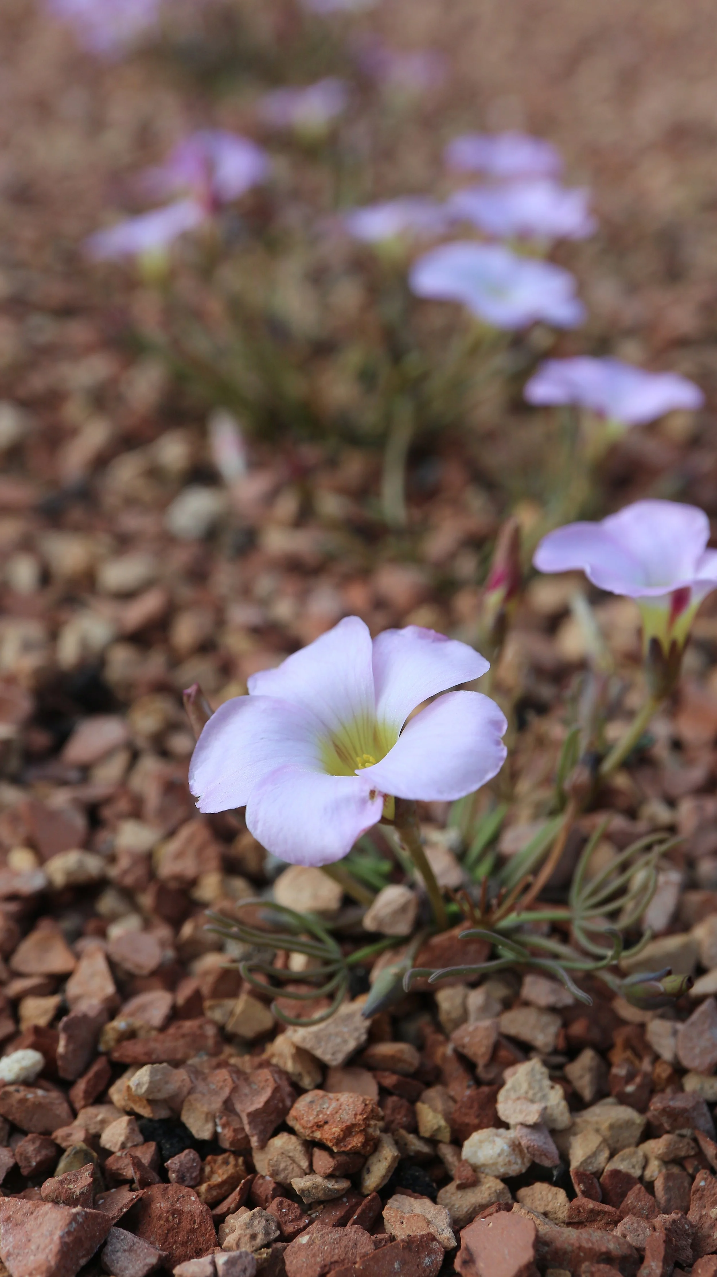 Oxalis polyphylla / Oxalidaceae / SW Cape, South Africa