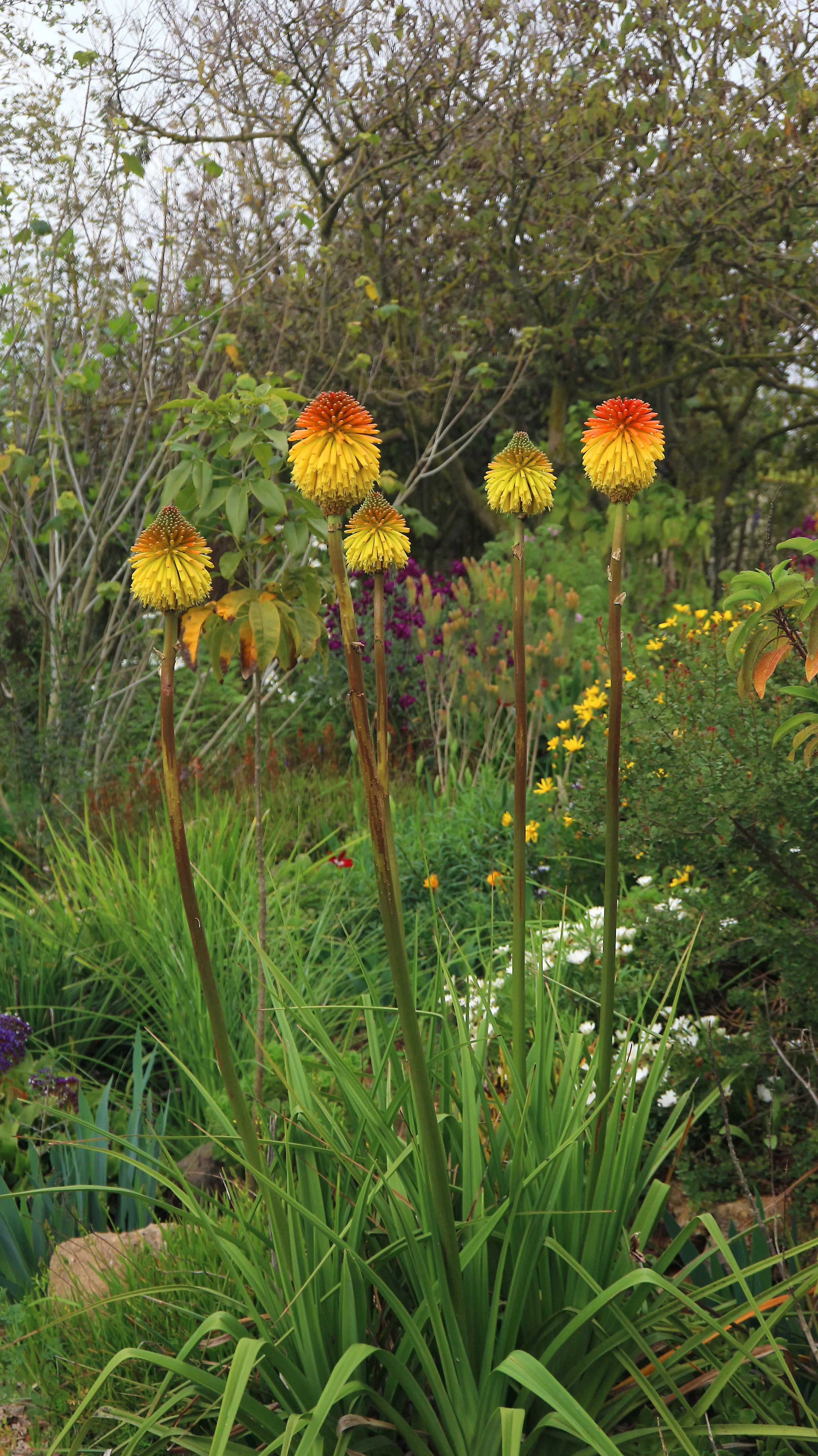Kniphofia rooperi / Asphodeloideae / E Cape, South Africa