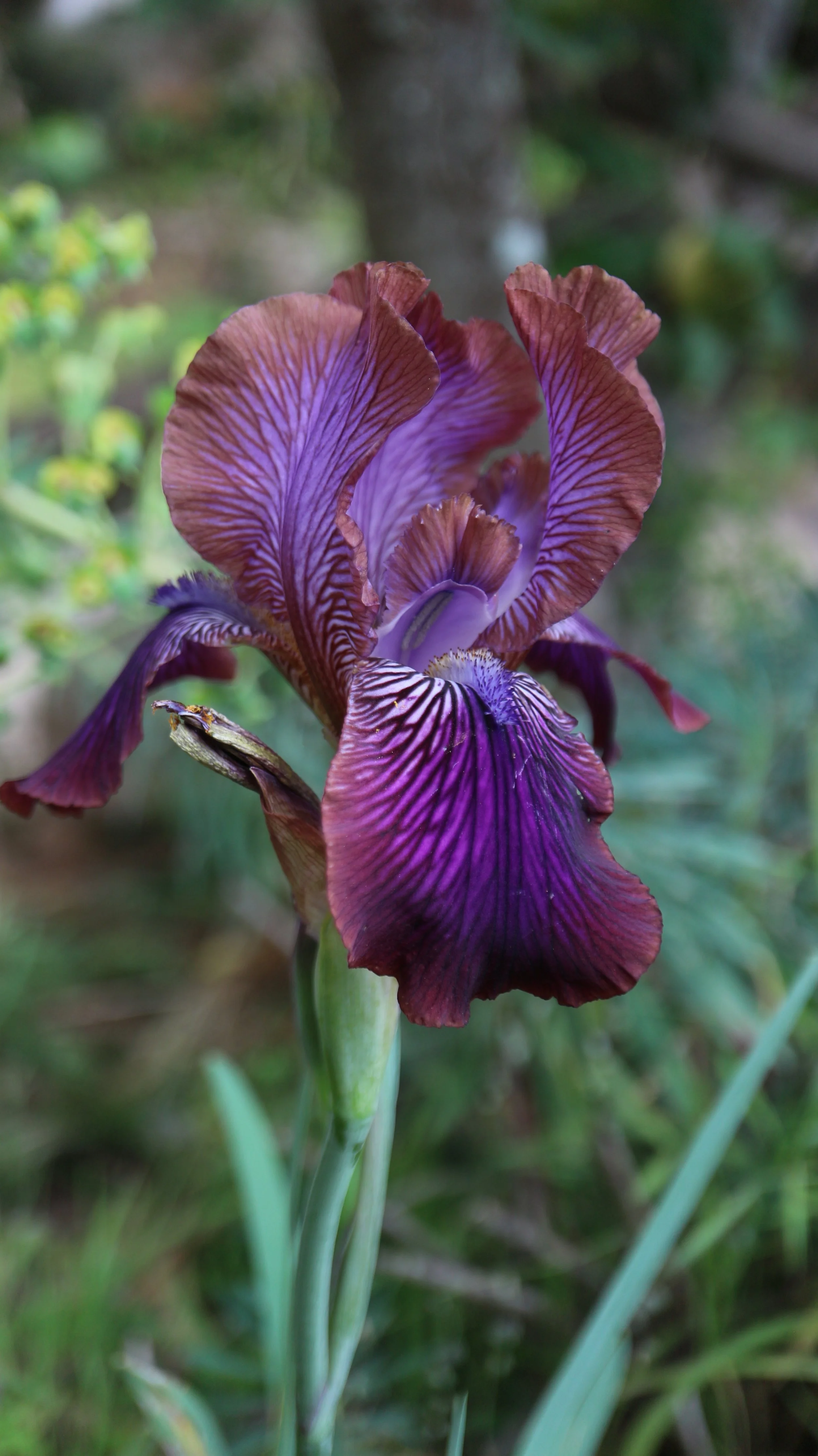 Iris stolonifera 'Afrosiab' / Iridaceae / C Asia