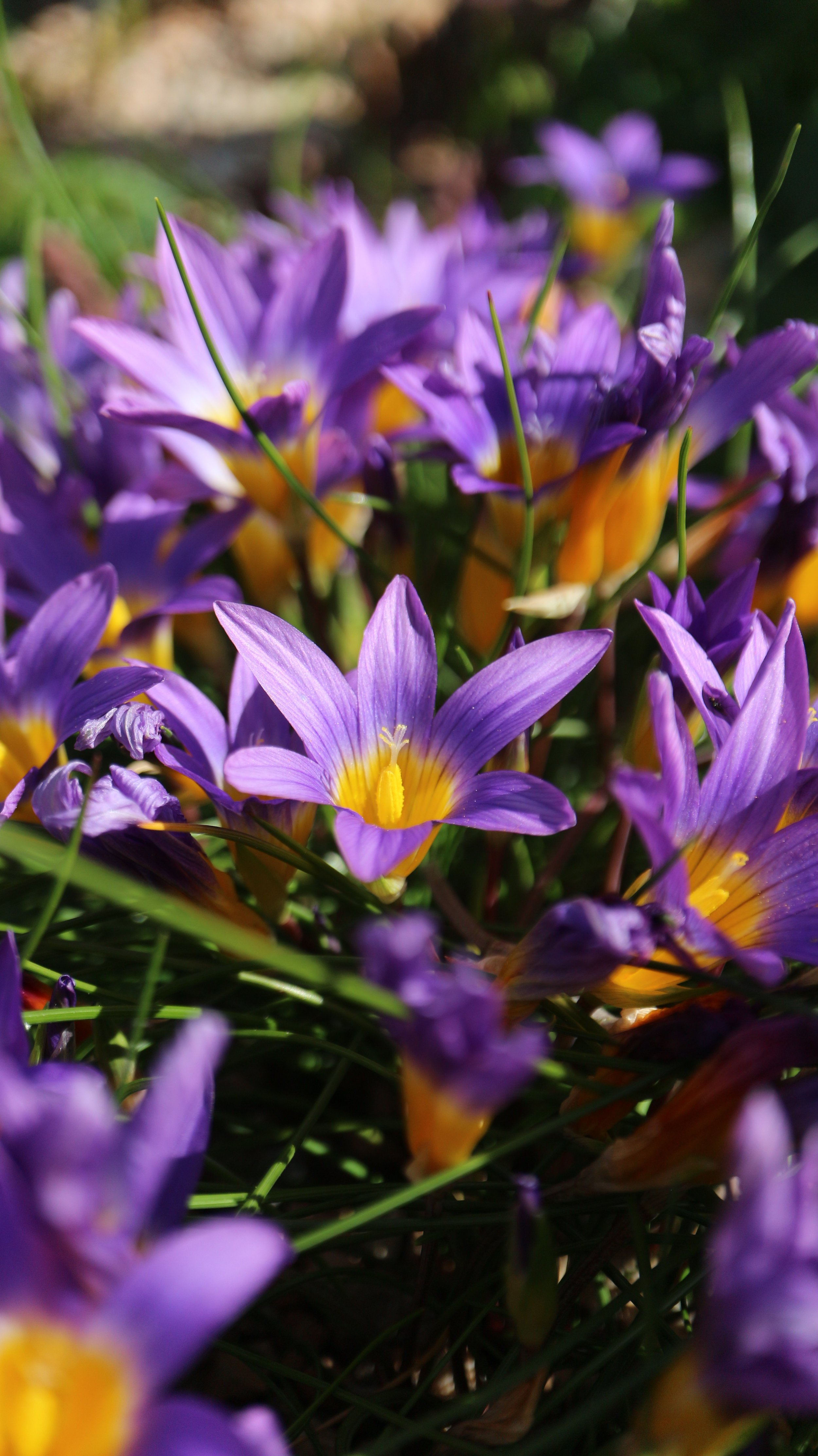 Romulea clusiana / Iridaceae / Iberian Peninsula, NW Morocco