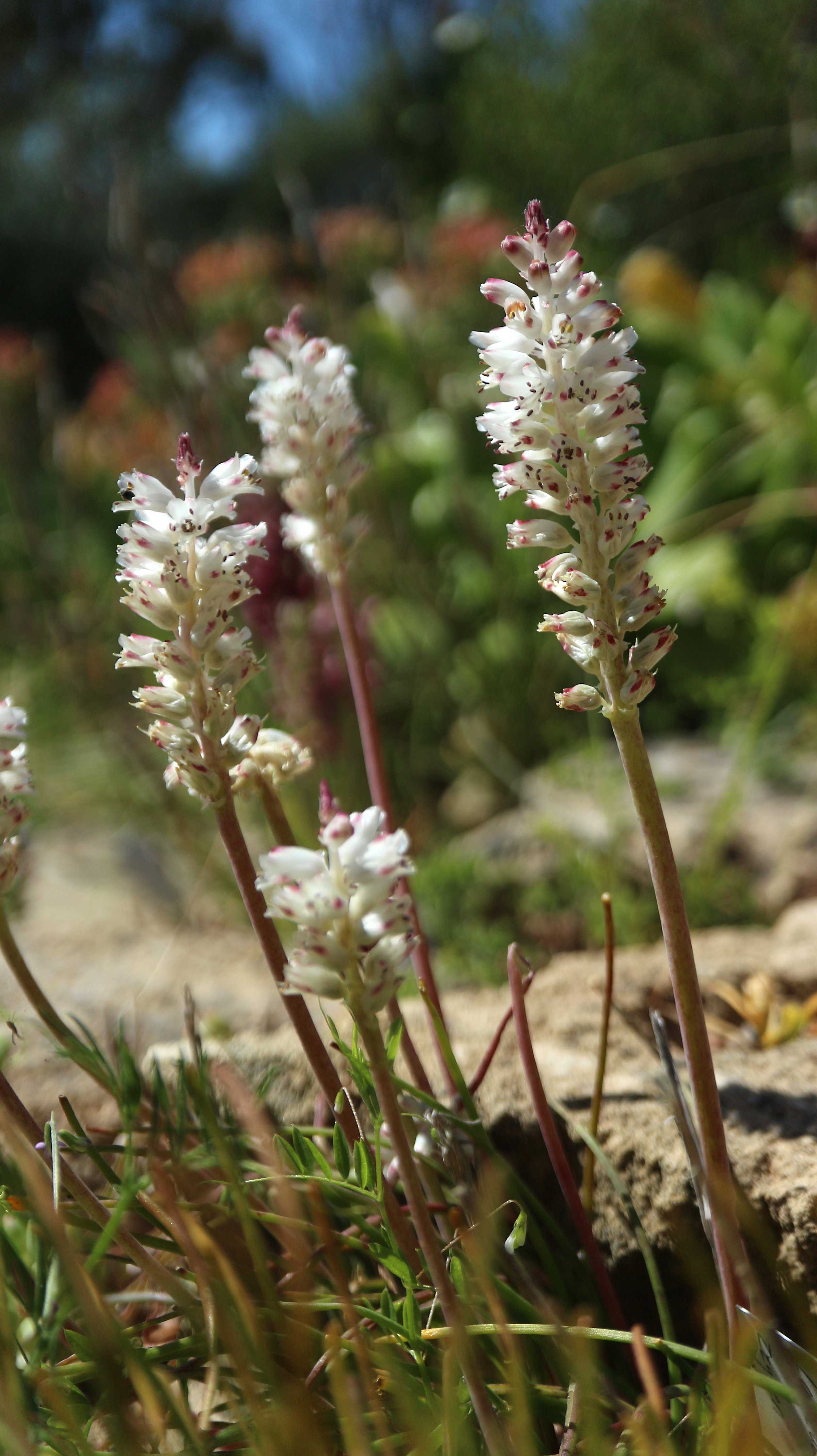Lachenalia zeyheri / Scilloideae / SW Cape, South Africa