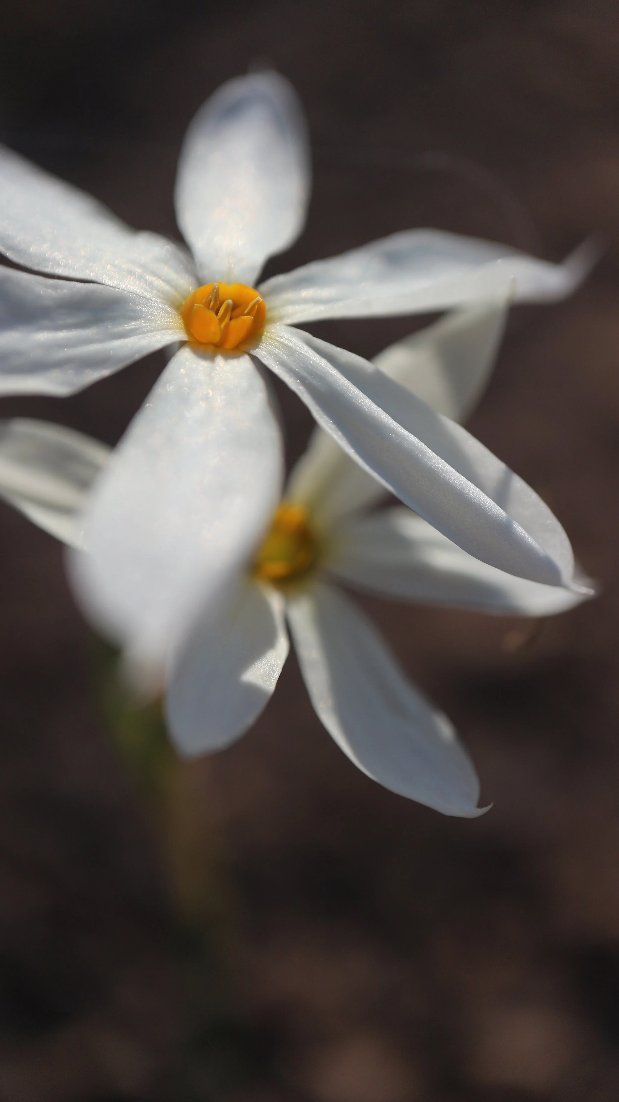 Narcissus deficiens (ex Mallorca) / Amaryllidaceae / Mediterranean Region