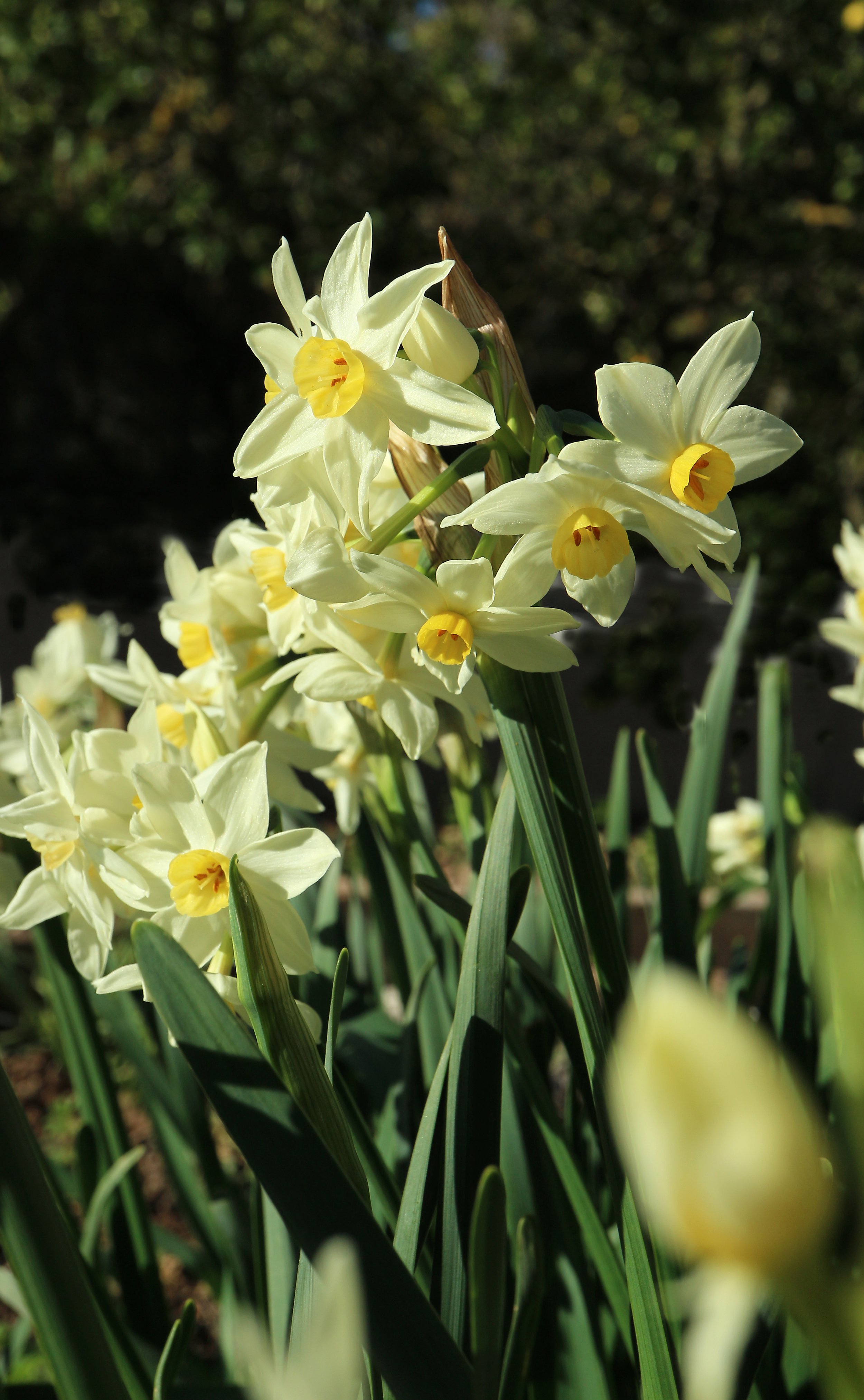 Narcissus x italicus (ex Mallorca) / Amaryllidaceae / Mediterranean Region