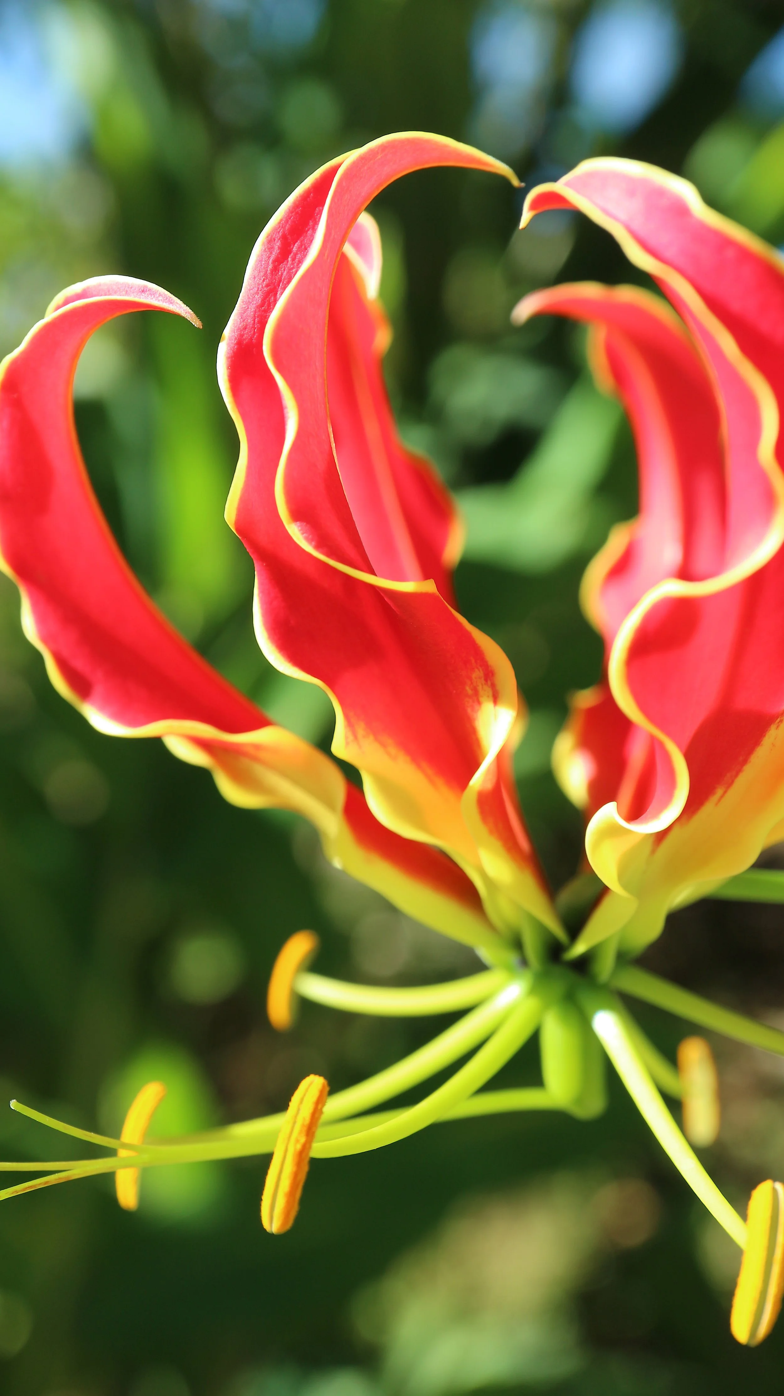 Gloriosa superba / Colchicaceae / Tropical Africa, SE Asia