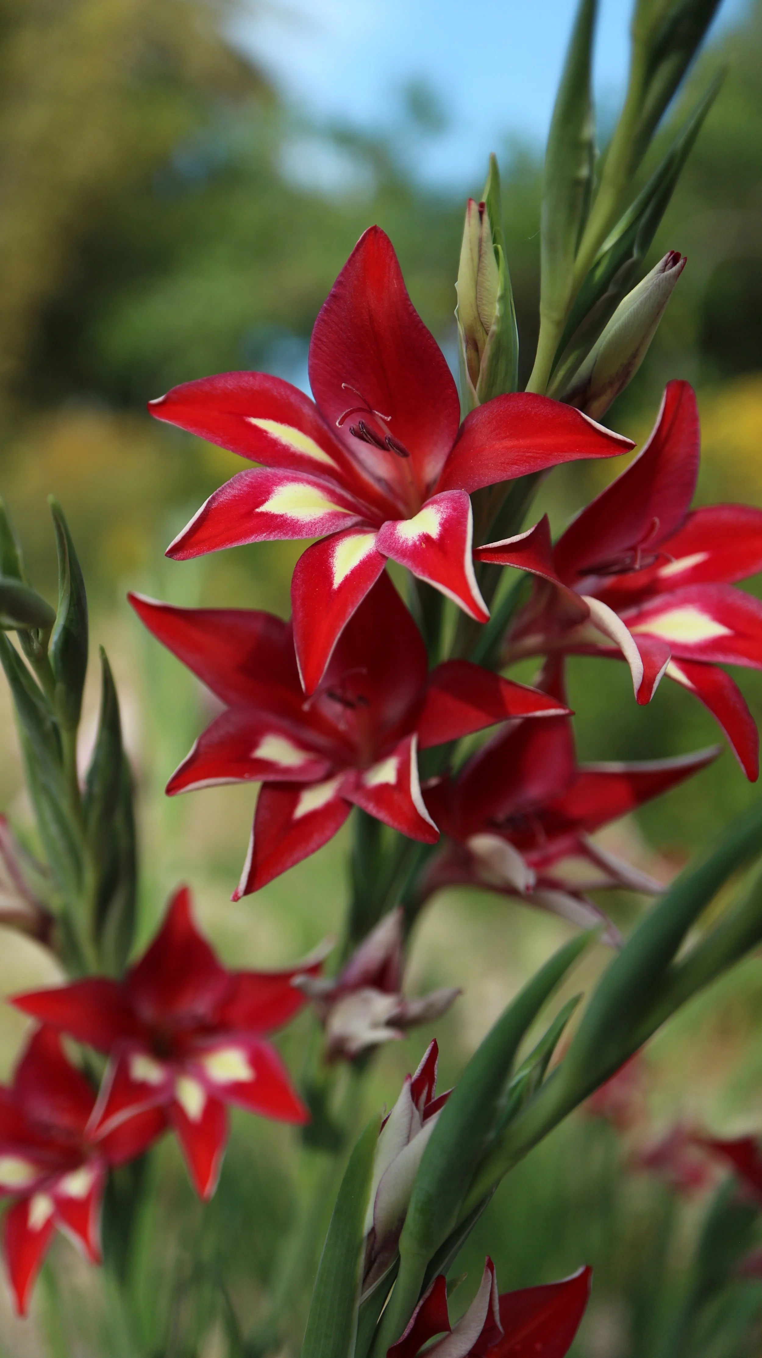 Gladiolus x colvillei 'Ruber' / Iridaceae / SW Cape, South Africa