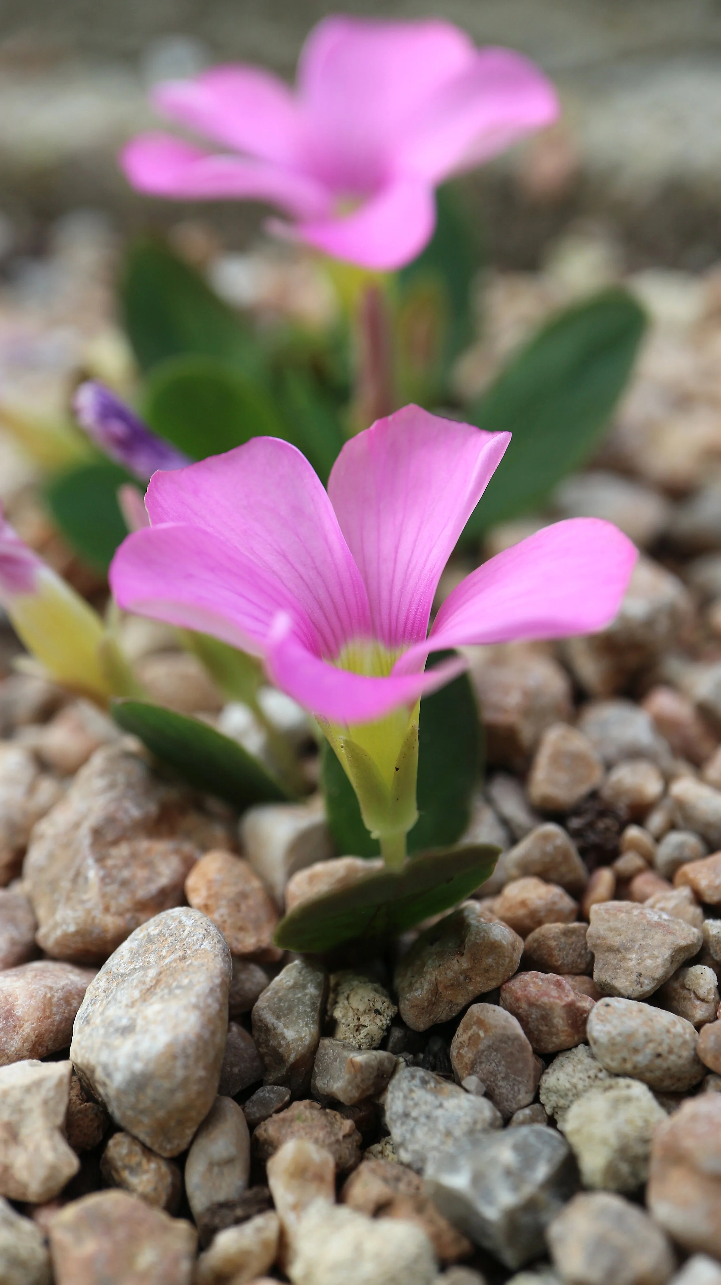 Oxalis nortieri / Oxalidaceae / W Cape, South Africa