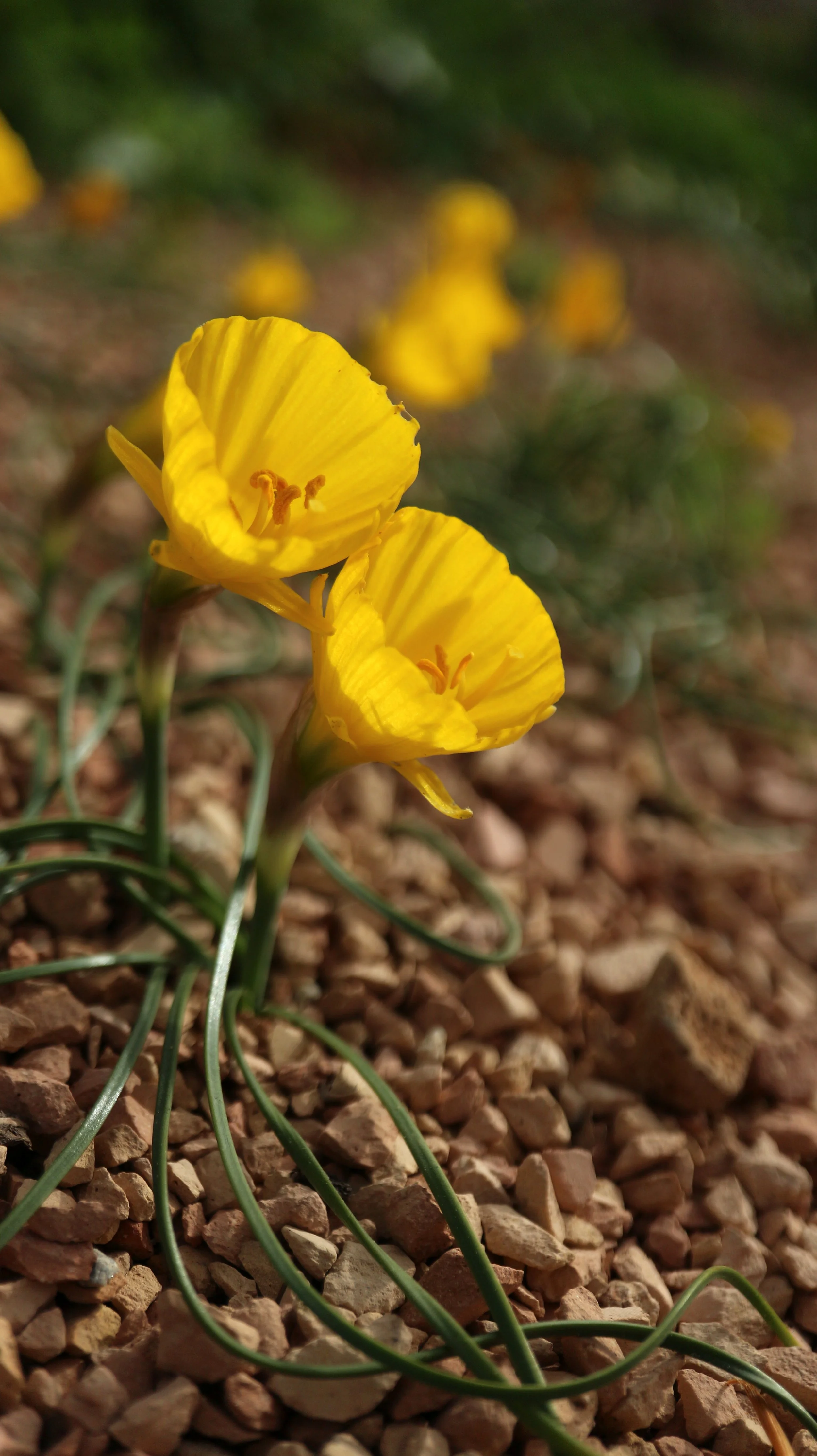 Narcissus obesus (ex Algarve) / Amaryllidaceae / SW Portugal