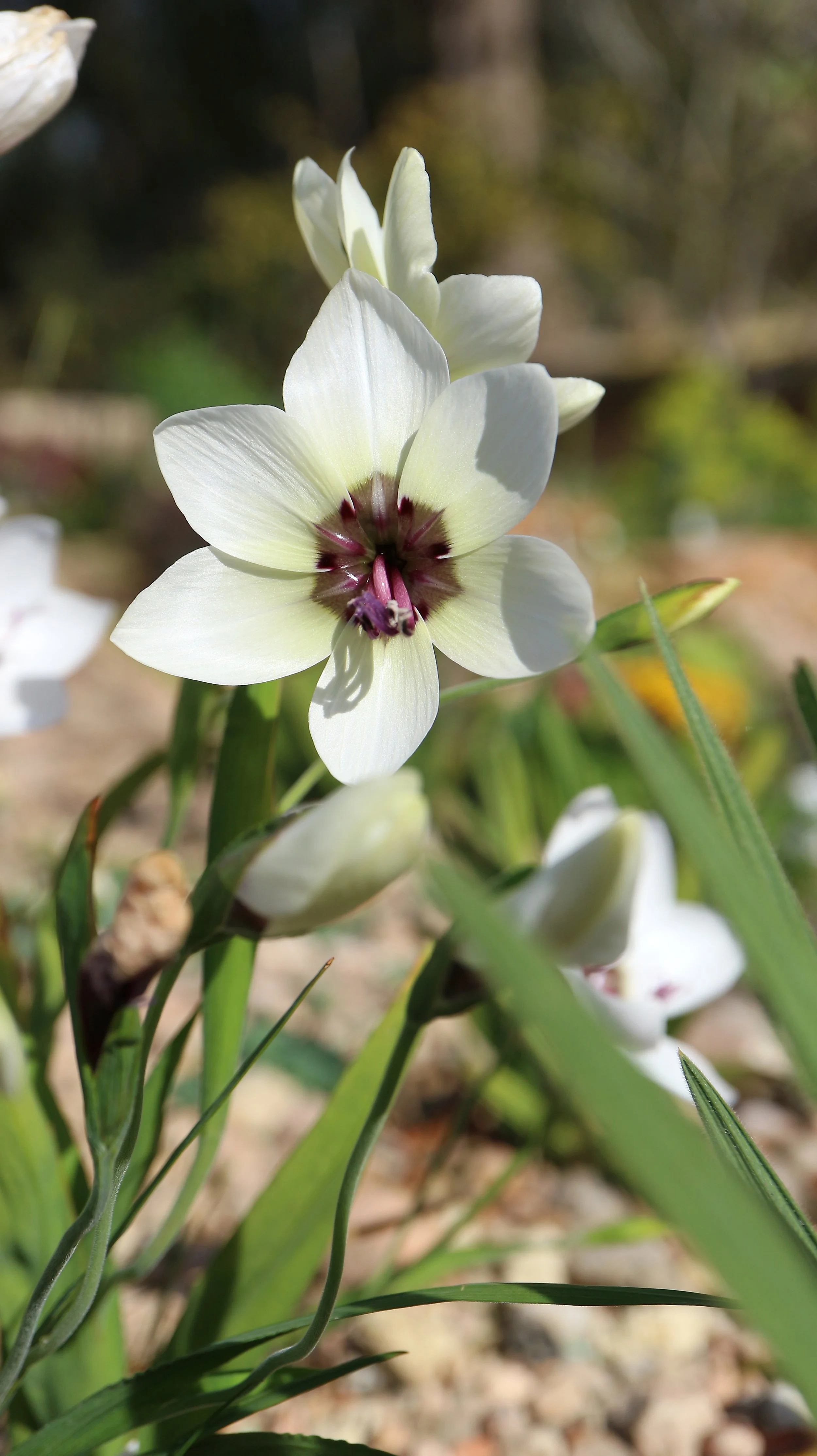 Geissorhiza tulbaghensis / Iridaceae / W Cape, South Africa