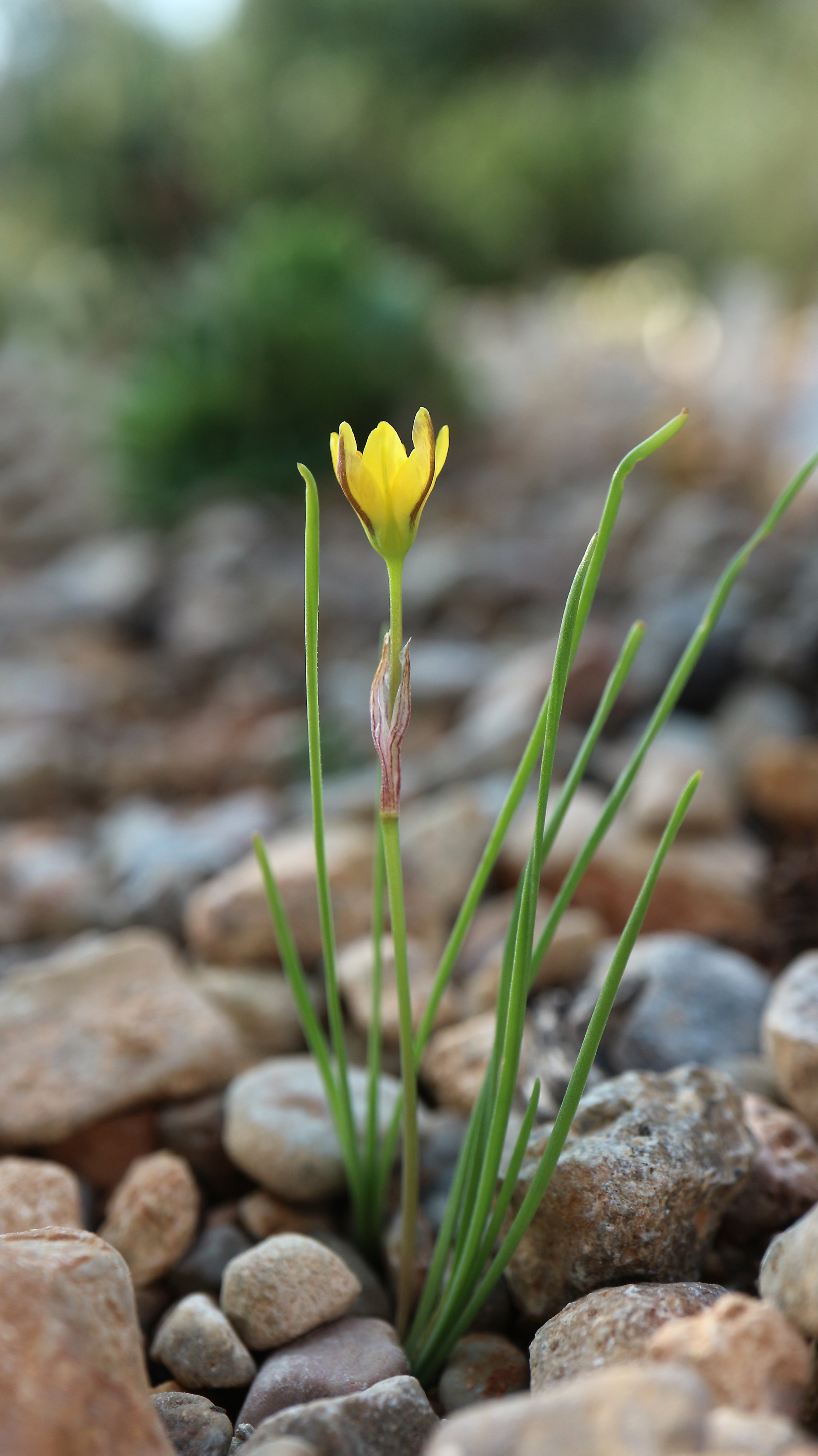 Nothoscordum montevidense / Allioideae / Uruguay, Argentina, Brazil