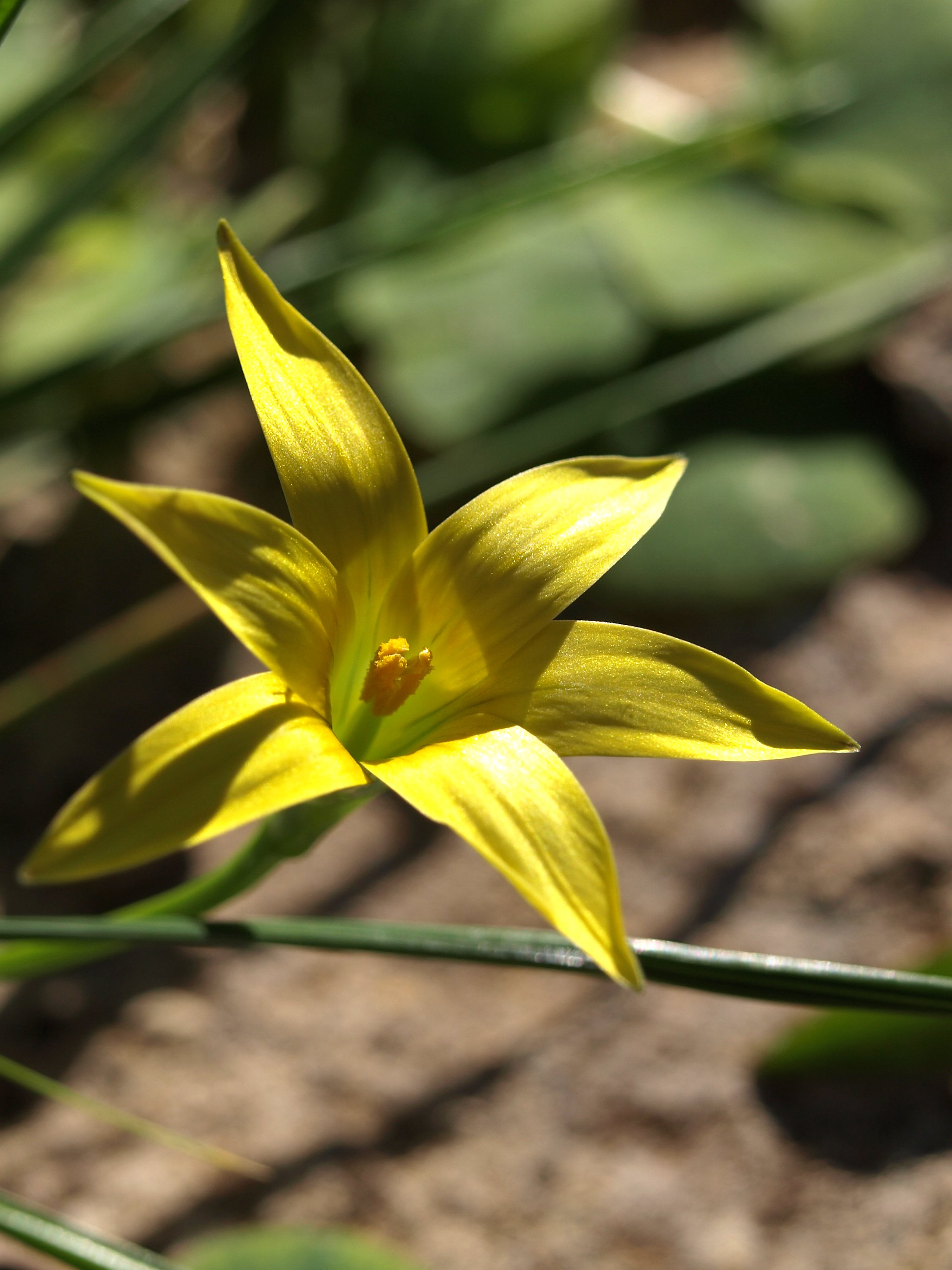 Romulea hirta / Iridaceae / SW Cape, South Africa