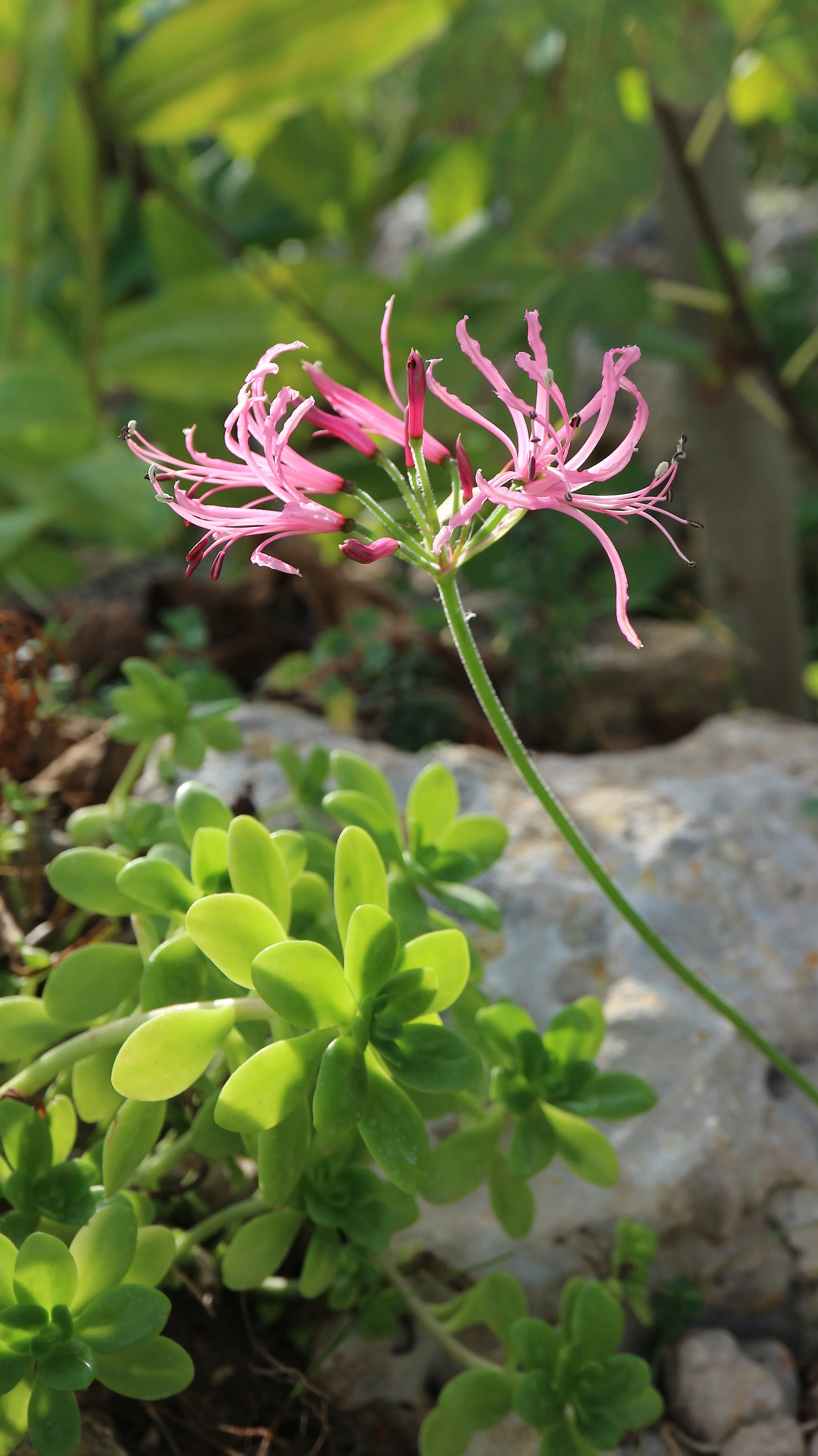 Nerine filifolia / Amaryllidaceae / E Cape, South Africa