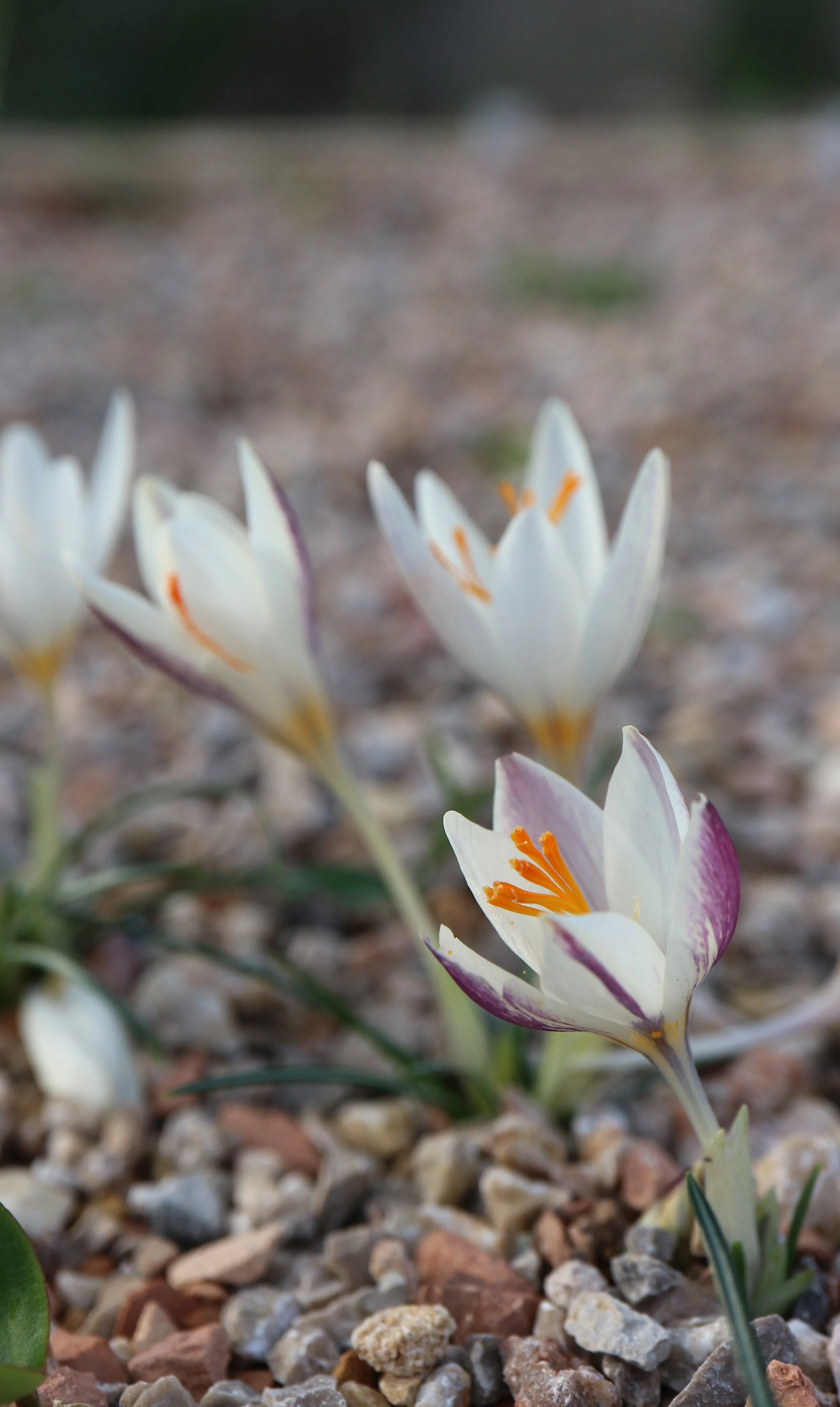 Crocus laevigatus (ex Crete) / Iridaceae / E Mediterranean
