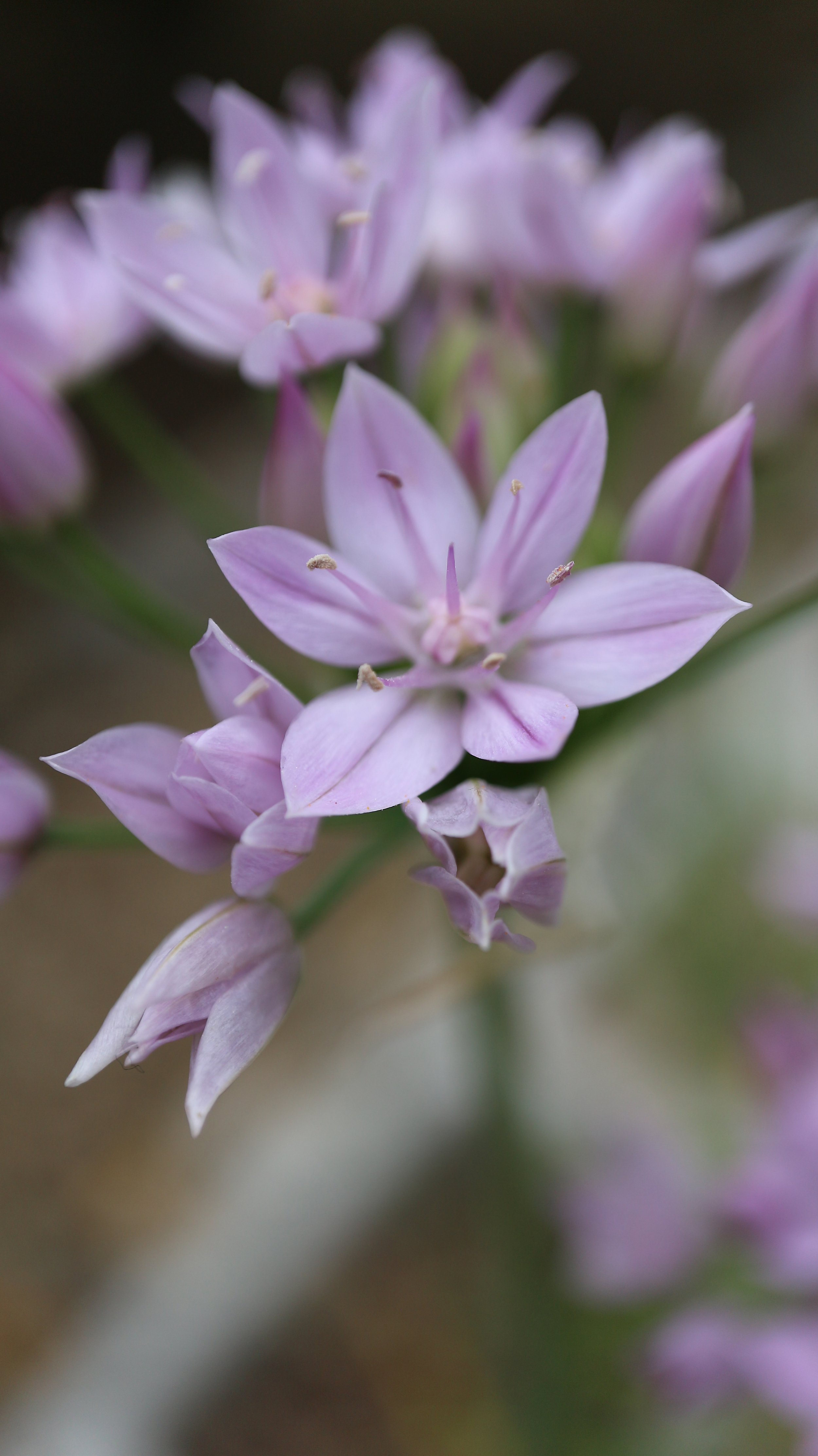 Allium unifolium / Alloideae / California