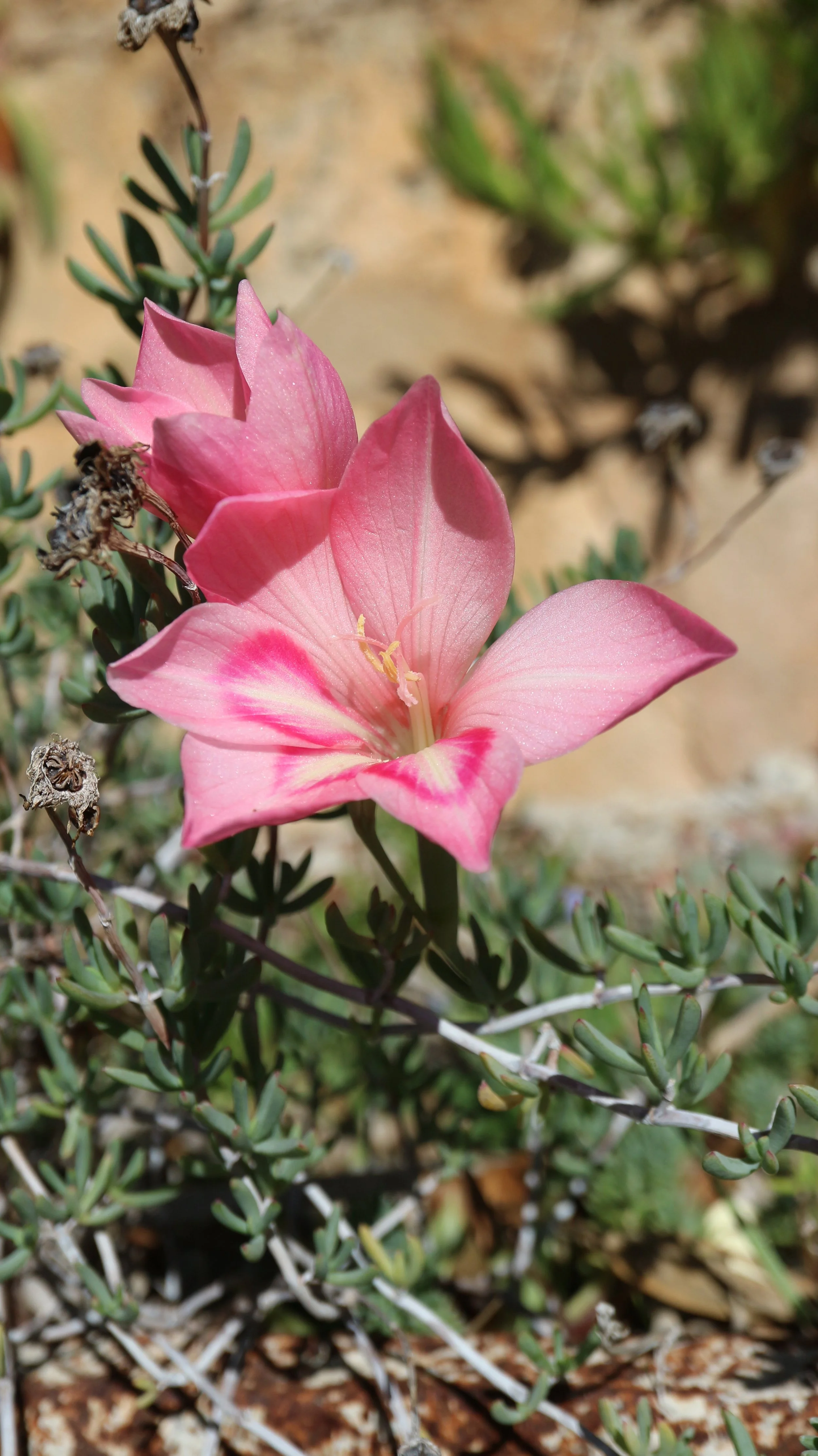 Gladiolus carmineus / Iridaceae / S Cape, South africa
