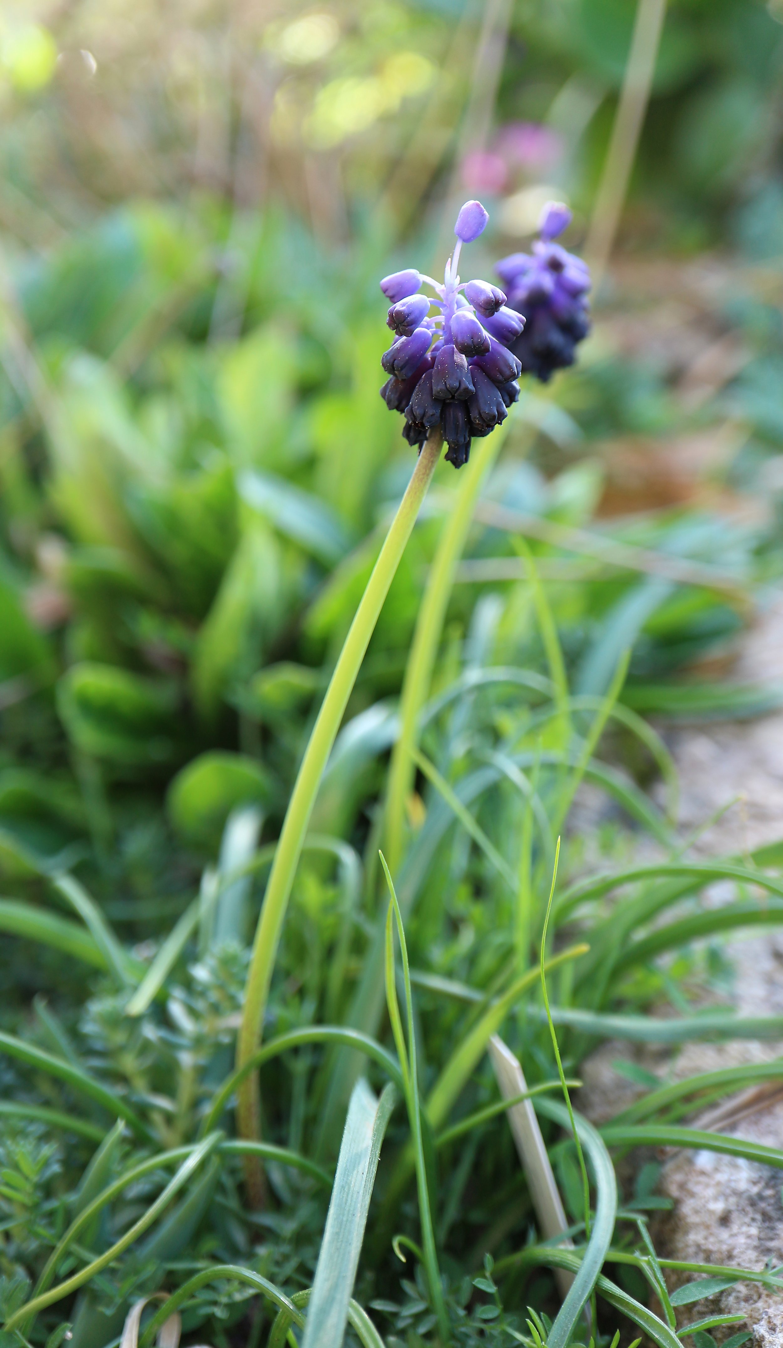 Muscari neglectum (ex Mallorca) / Scilloideae / Mediterranean Region