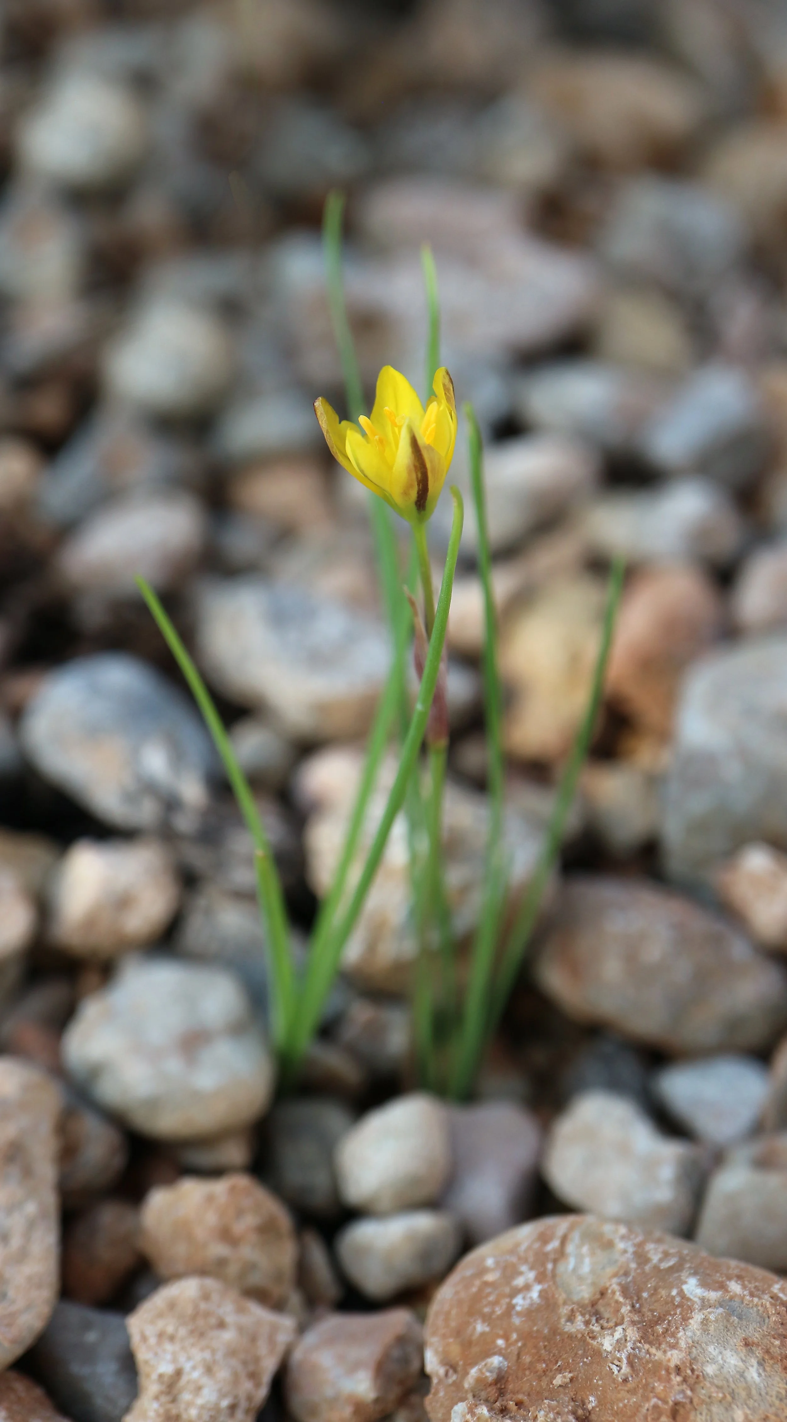 Nothoscordum montevidense / Allioideae / Uruguay, Argentina, Brazil