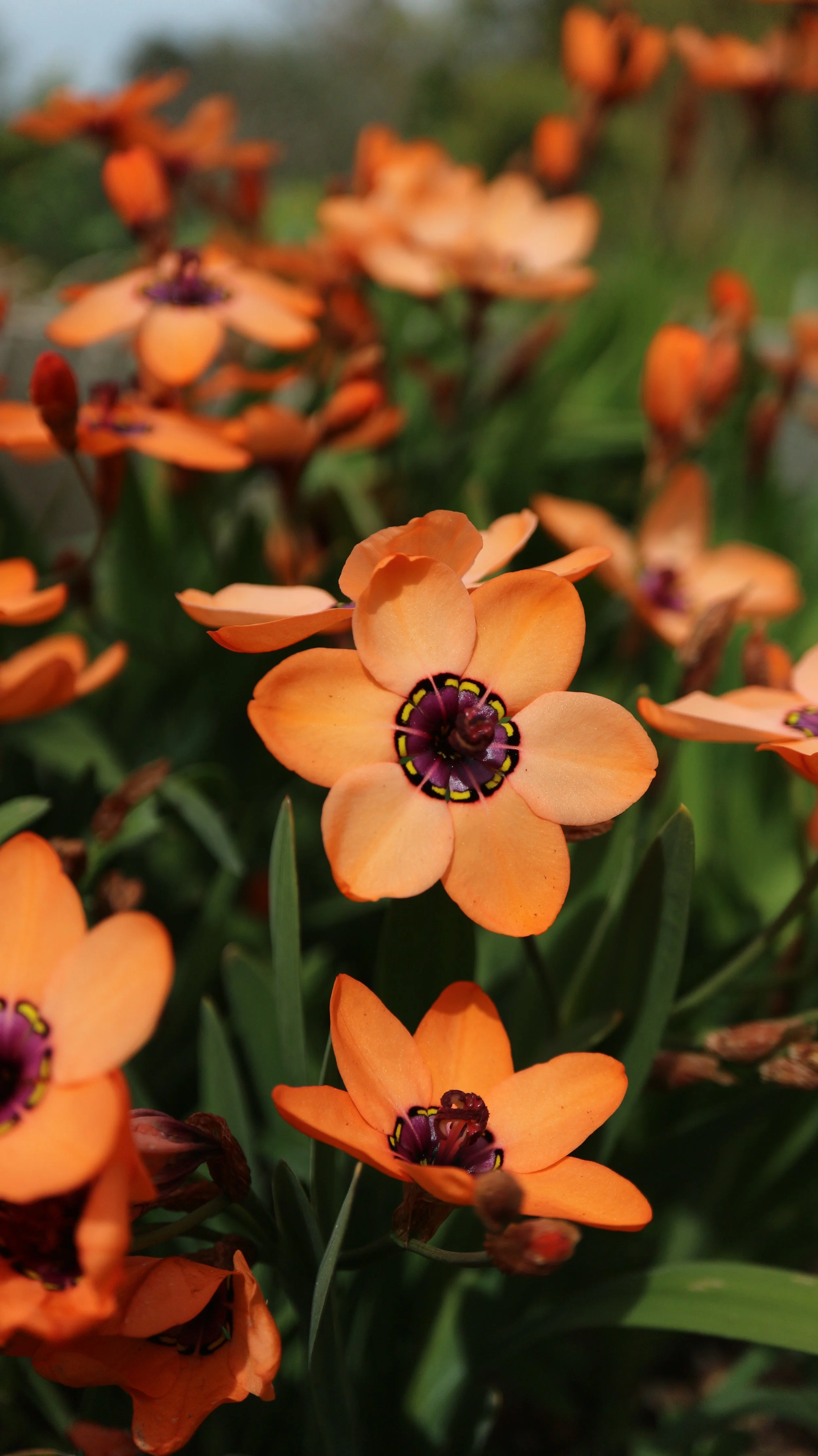 Sparaxis elegans / Iridaceae / W Cape, South Africa