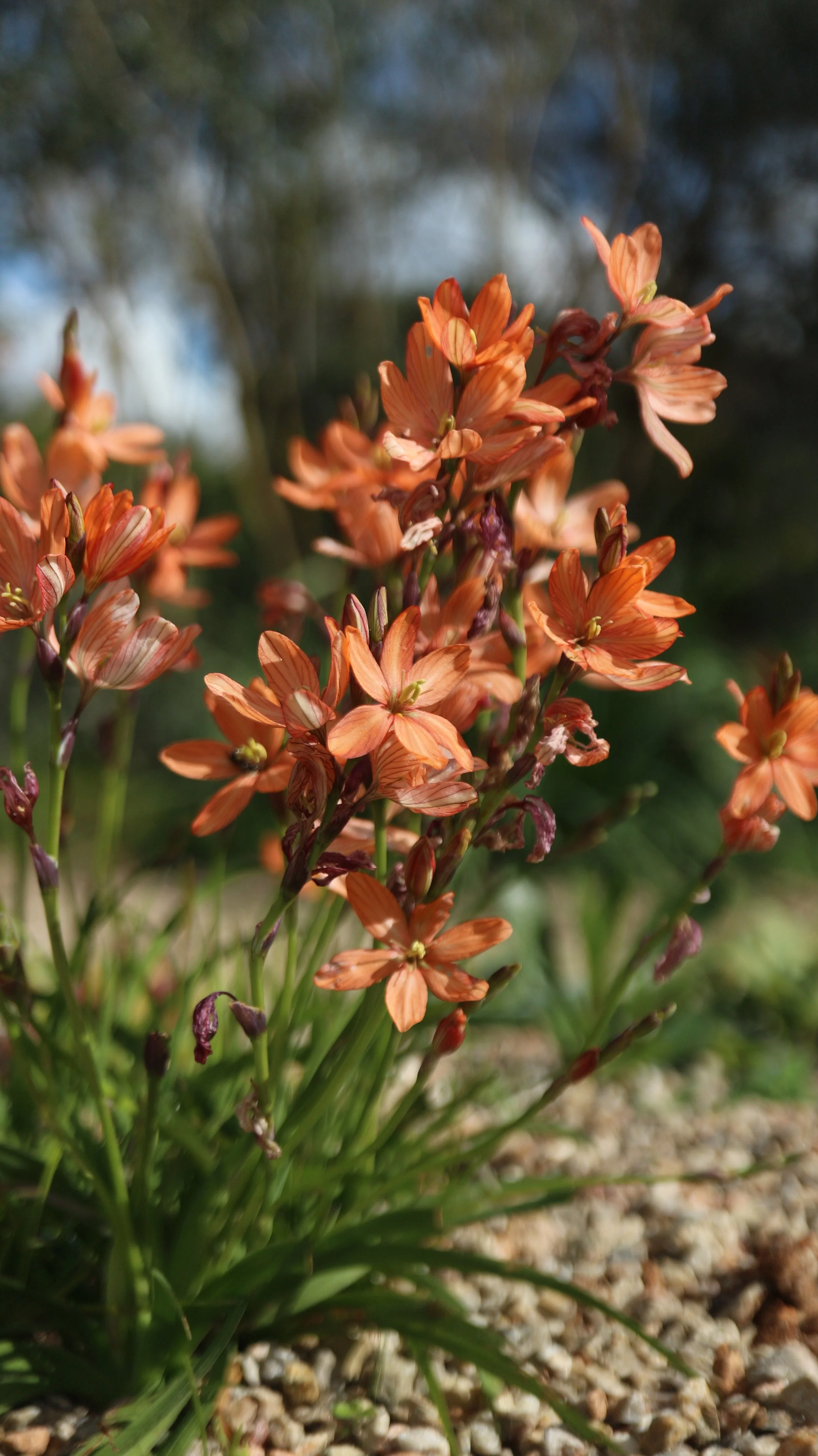 Tritonia dubia / Iridaceae / S Cape, South Africa
