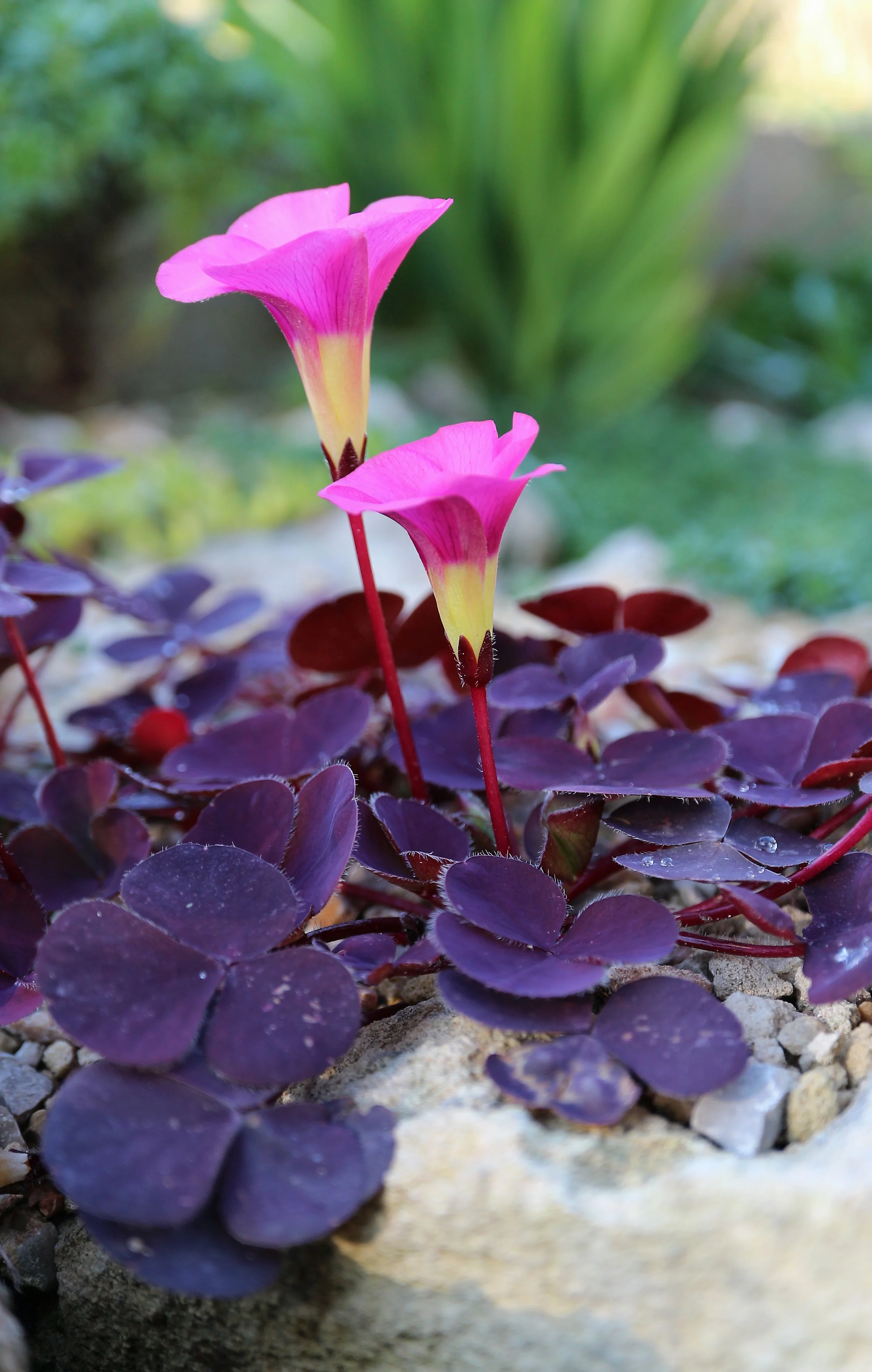 Oxalis purpurea 'Garnet' / Oxalidaceae / SW Cape, South Africa