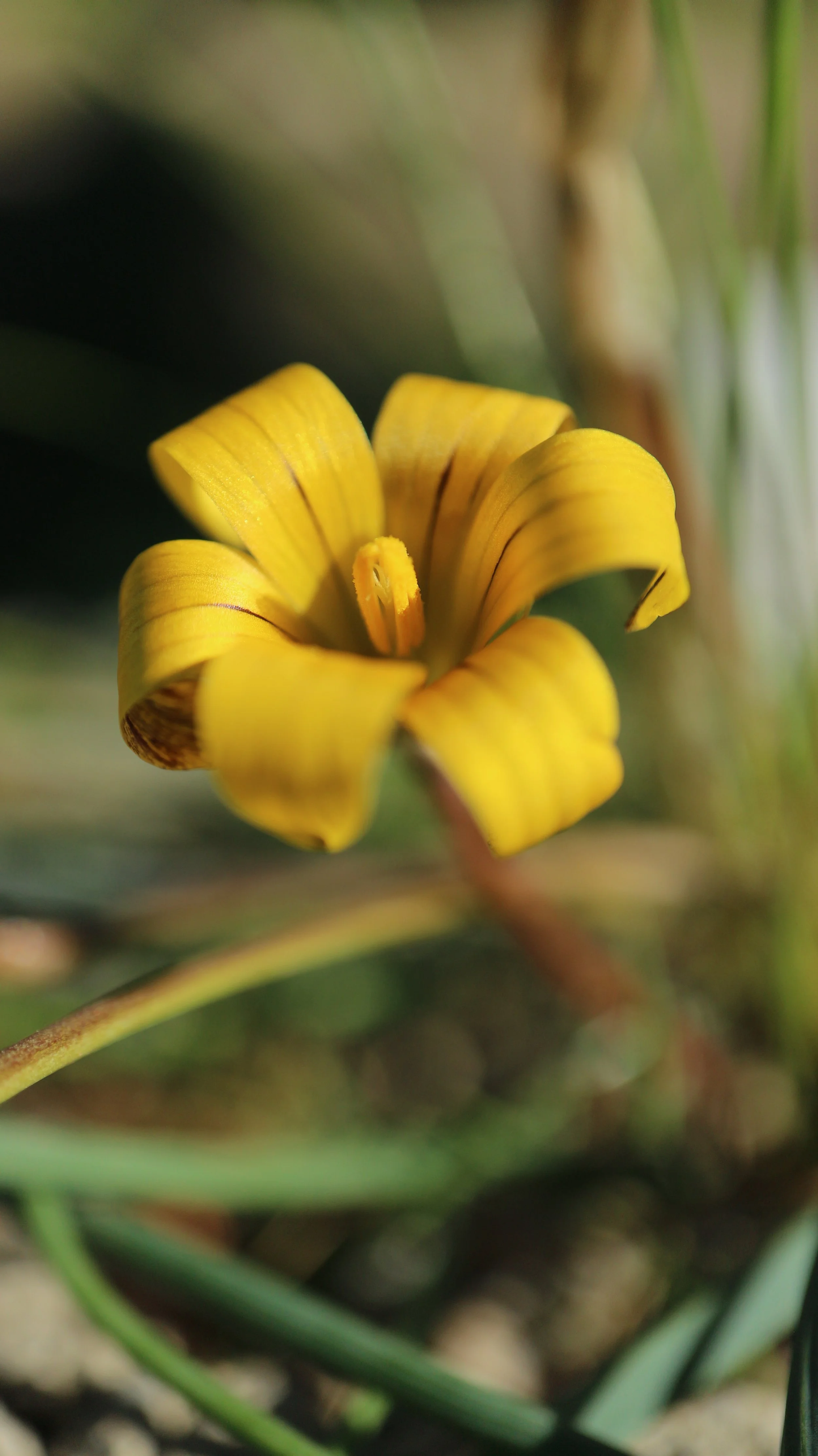 Romulea monticola / Iridaceae / SW Cape, South Africa