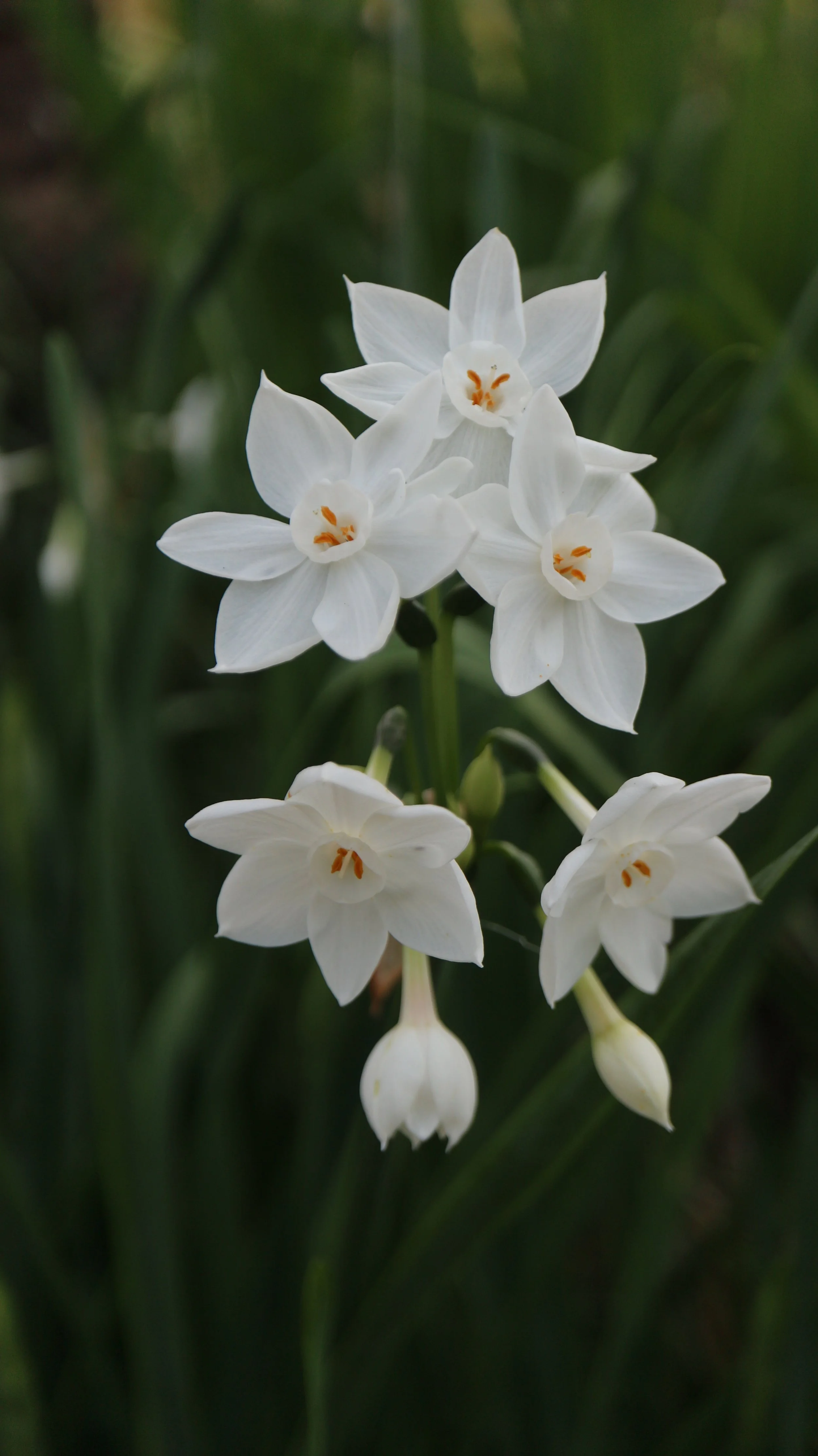 Narcissus papyraceus (ex Cádiz) / Amaryllidaceae / Mediterranean Region