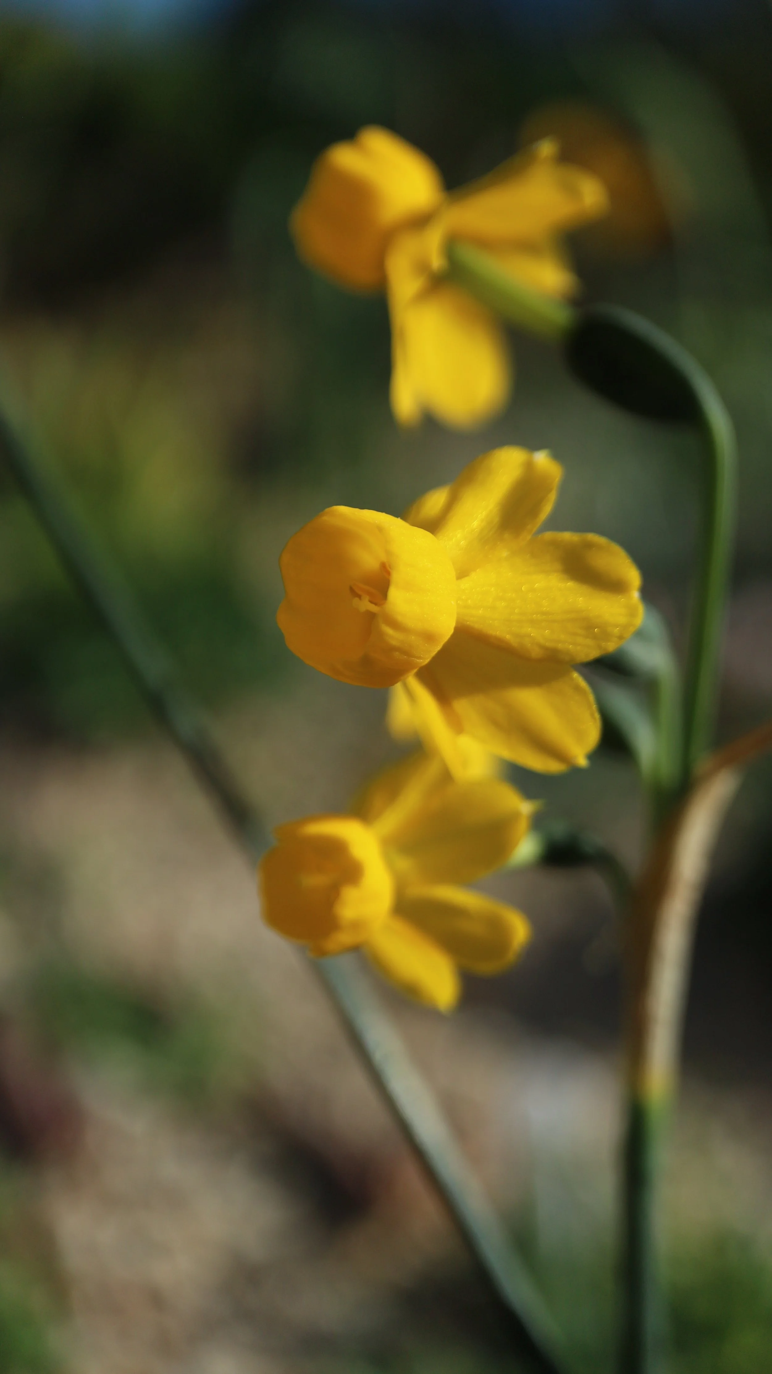 Narcissus wilkomii (ex Algarve) / Amaryllidaceae / S Portugal, S Spain