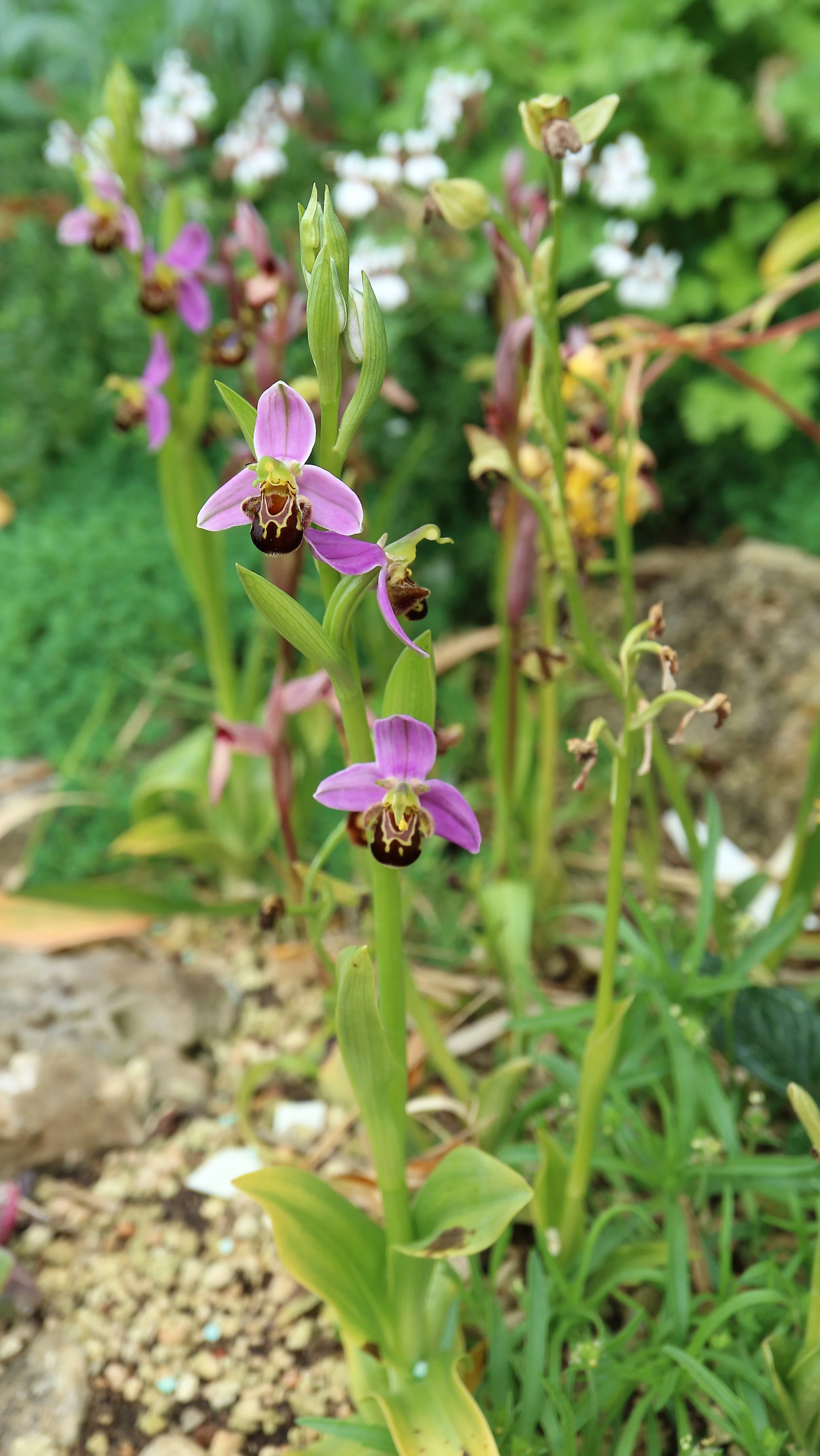 Ophrys apifera (ex Mallorca) / Orchidaceae / Mediterranean Region