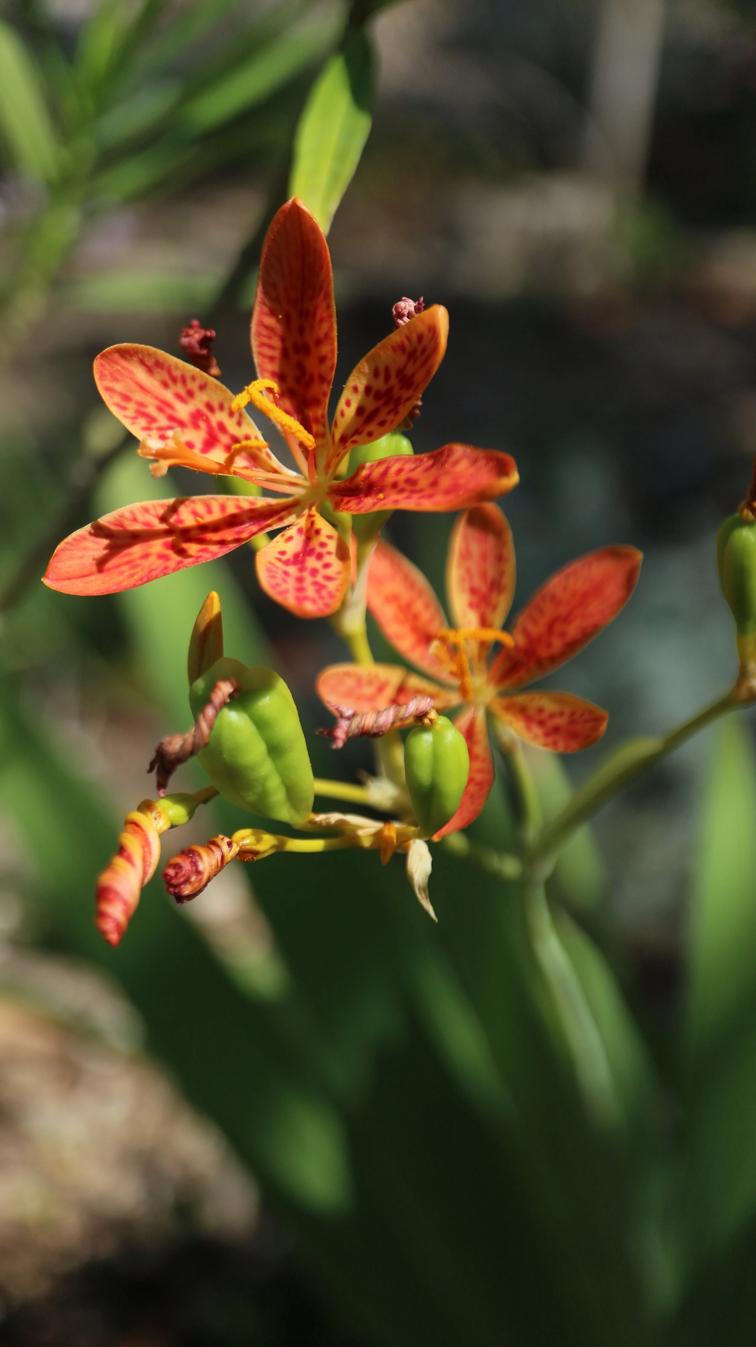 Iris domestica - syn: Belamcanda sinensis / Iridaceae / Rusia, Corea, China, Taiwan