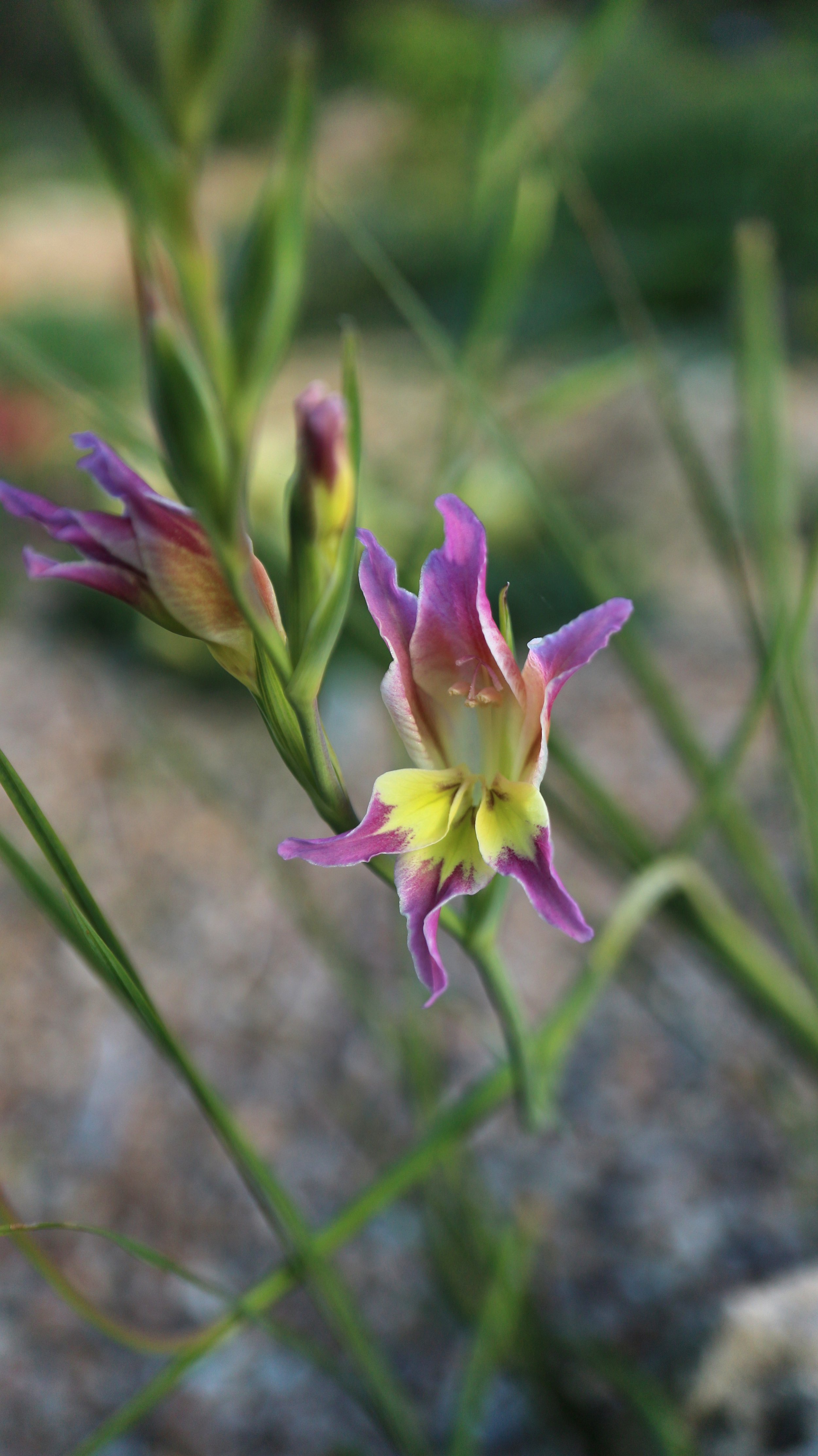 Gladiolus venustus / Iridaceae / SW Cape, South Africa