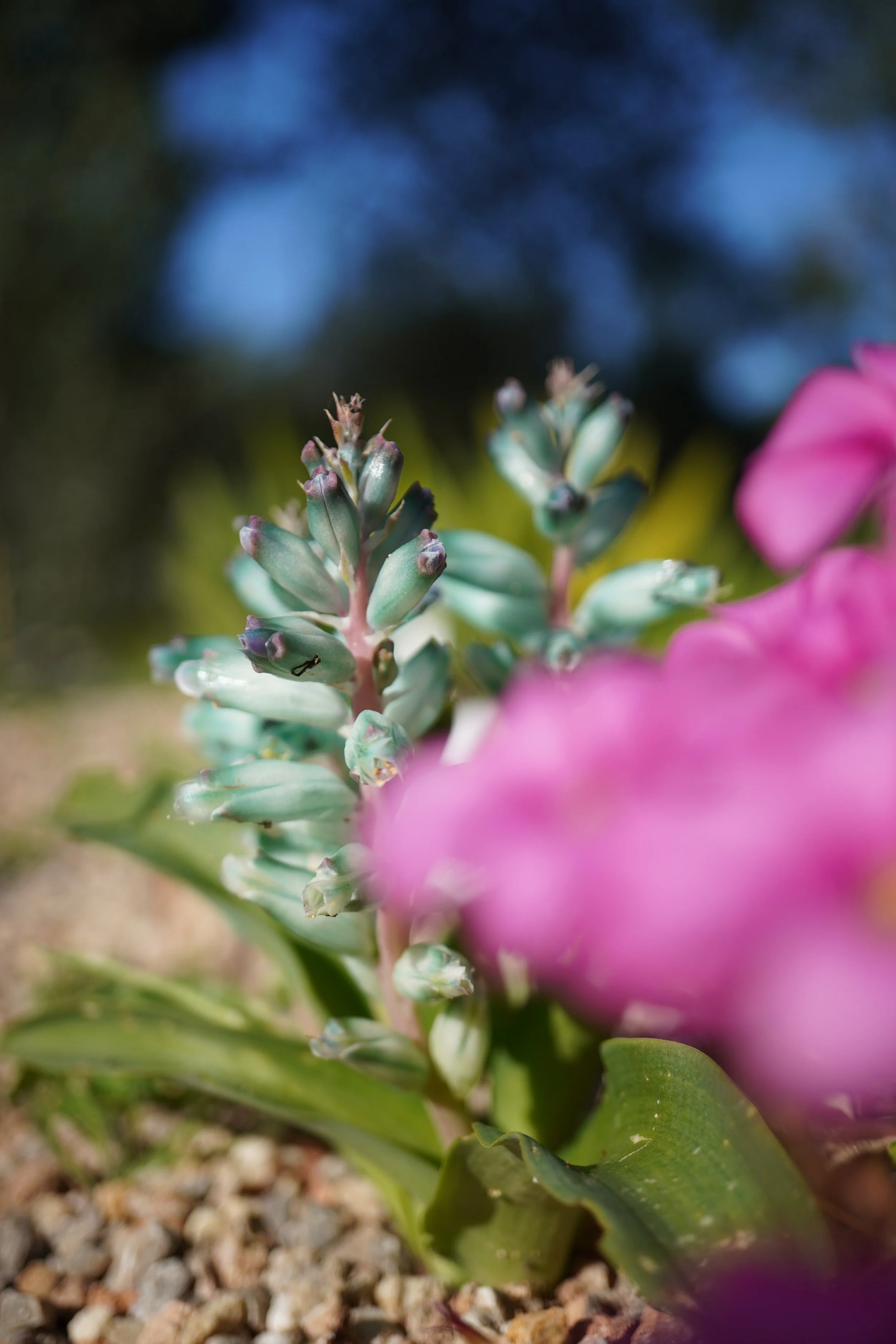 Lachenalia viridiflora / Scilloideae / SW Cape, South Africa
